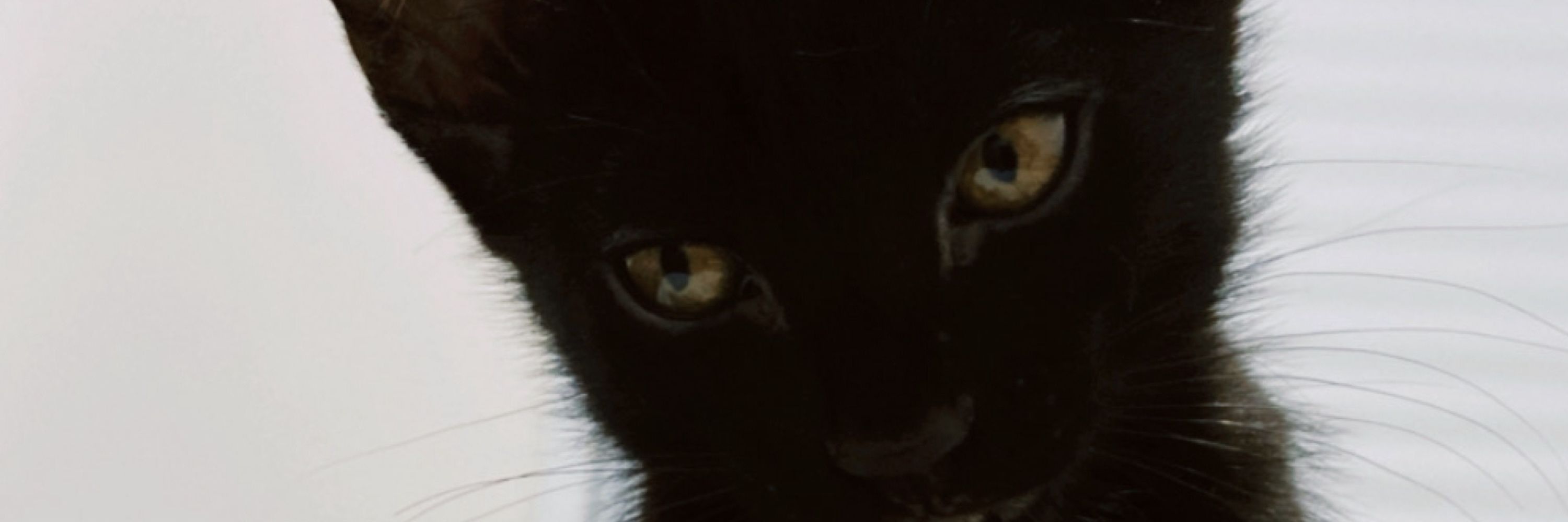 🍁😻