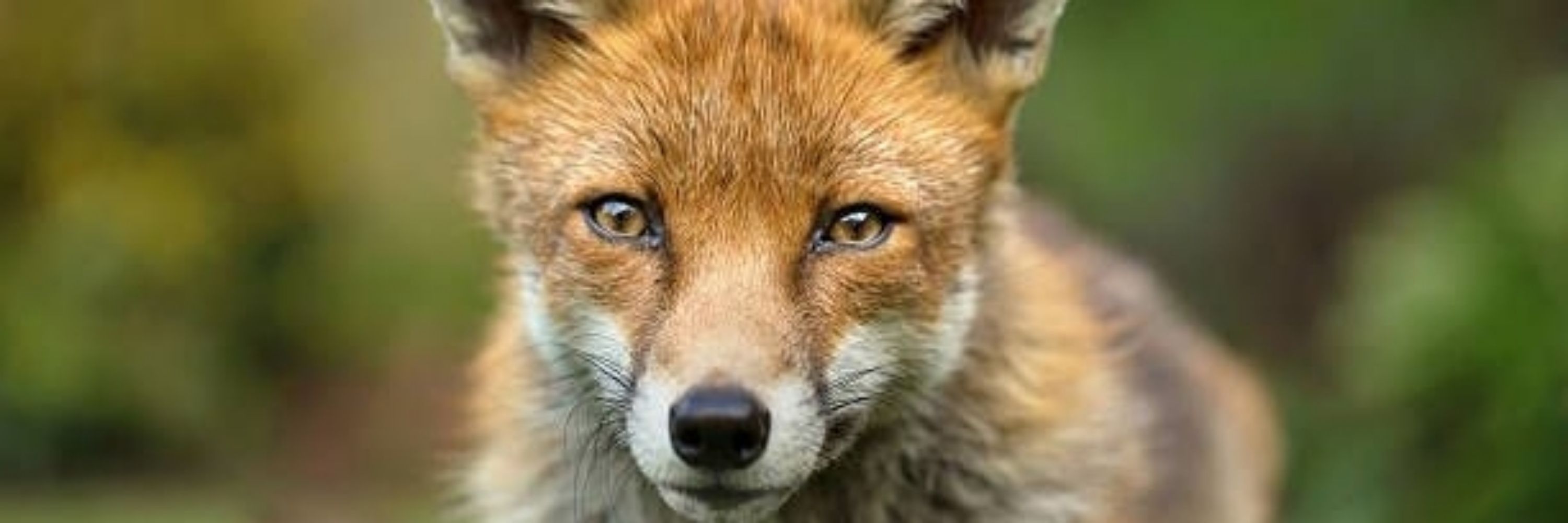 🦊Ciriattle, J.D.🦊
