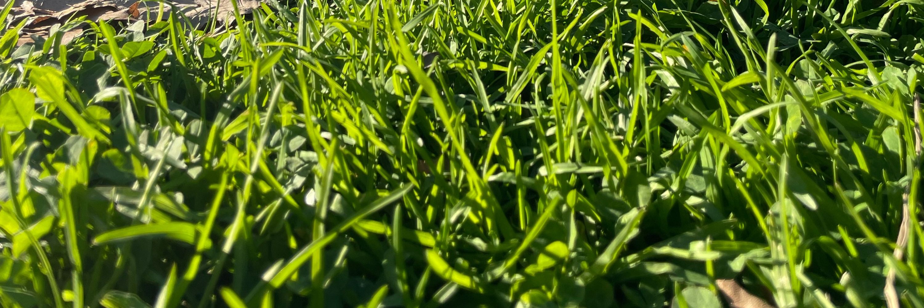 kale