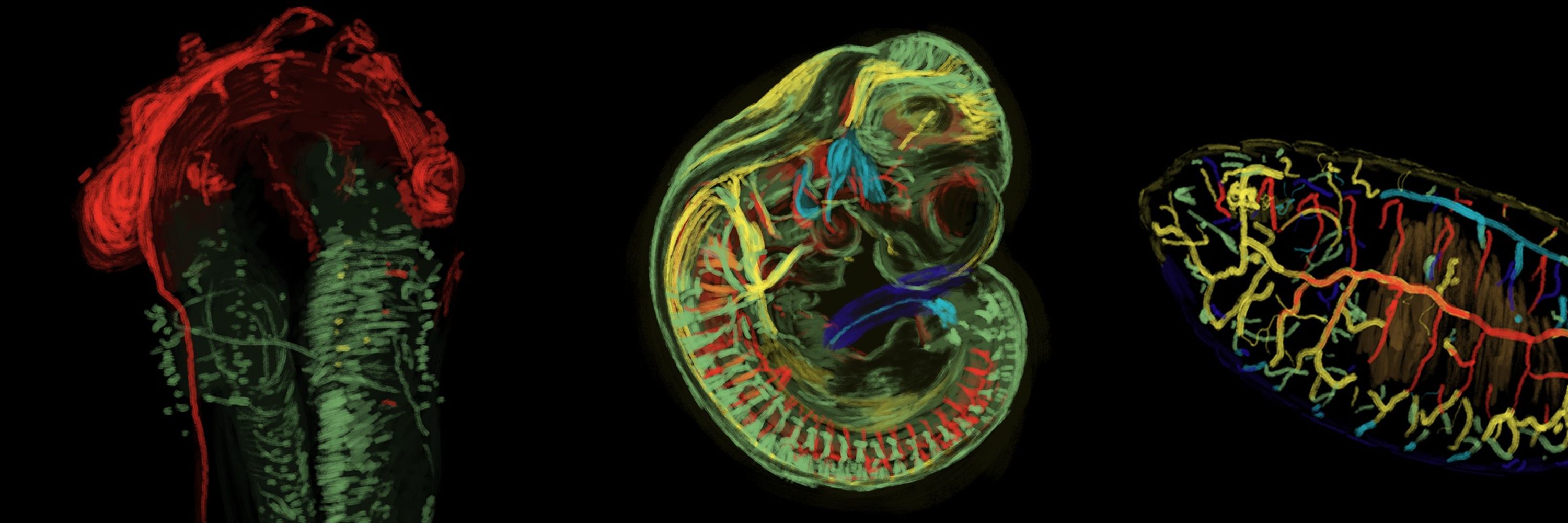 Young Embryologist Network