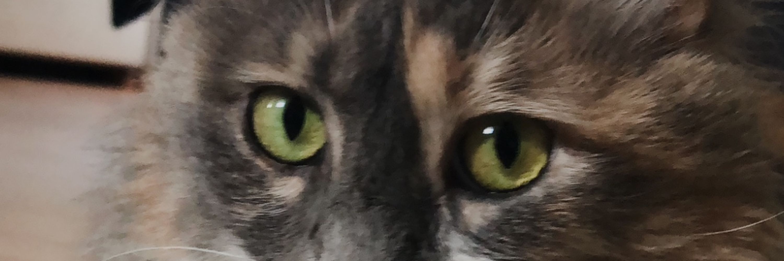 Cosmos