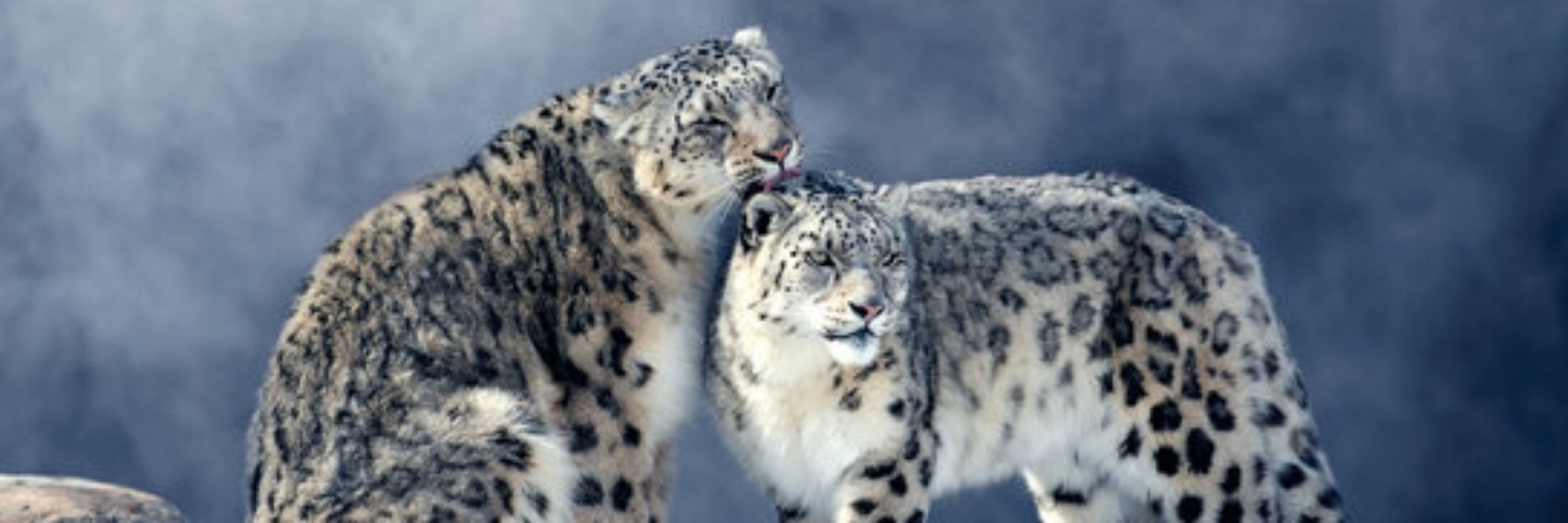 OnlySneps