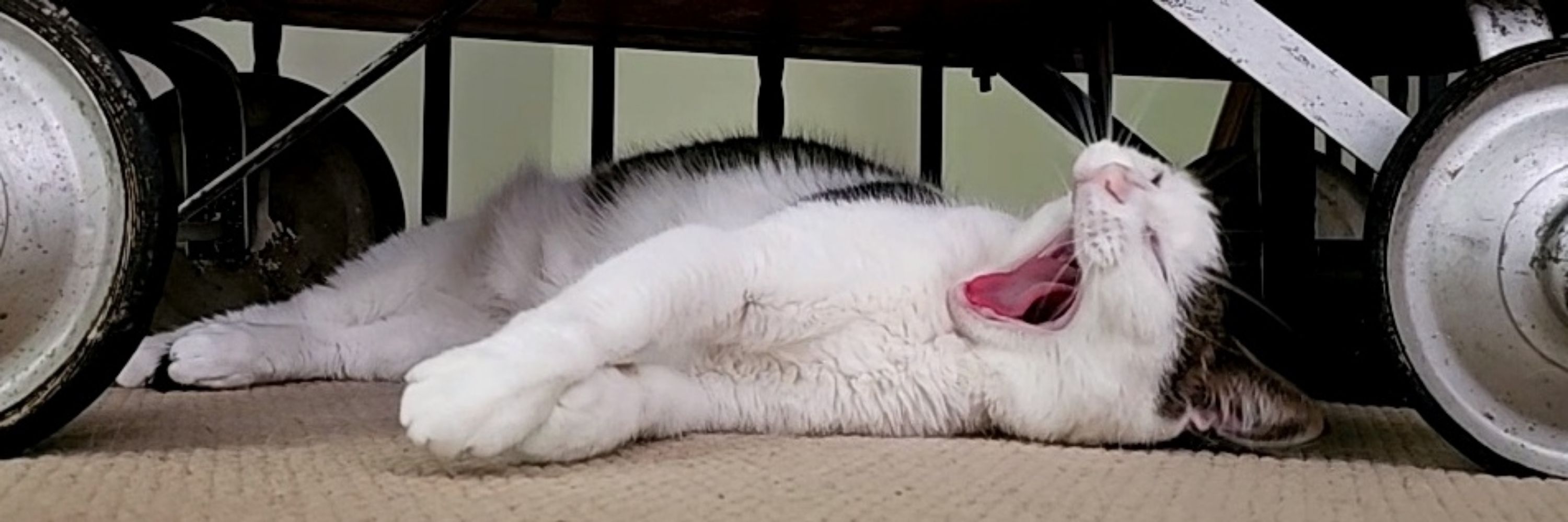 Huggable Hugo