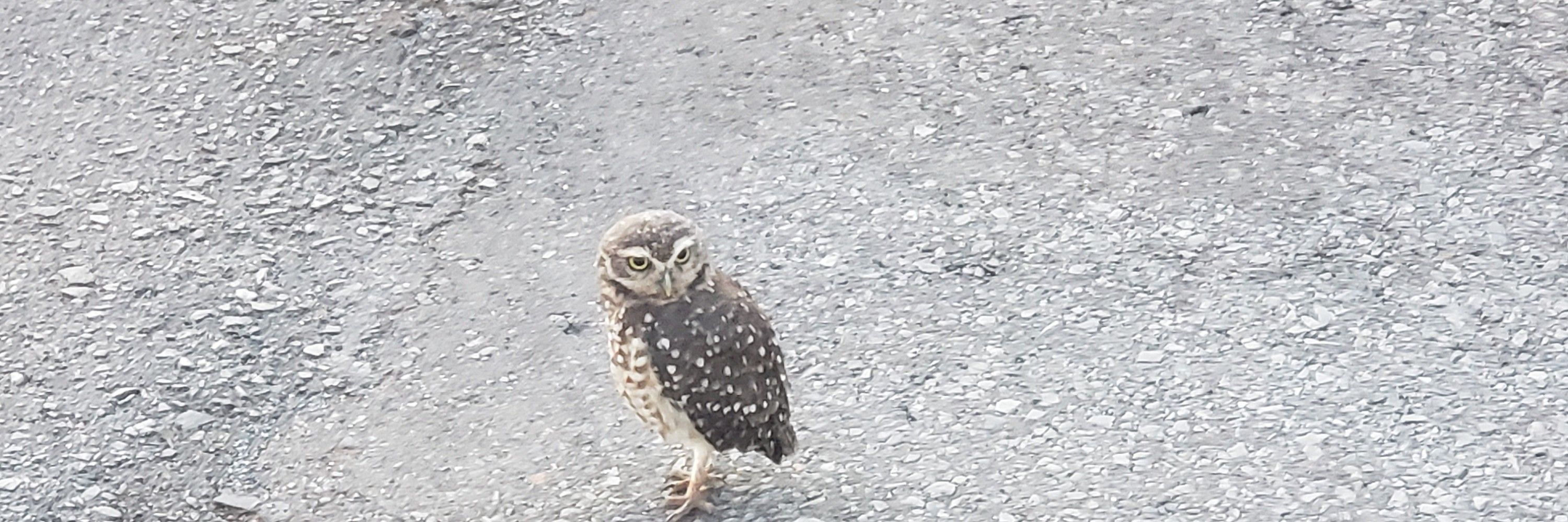 The dog owl