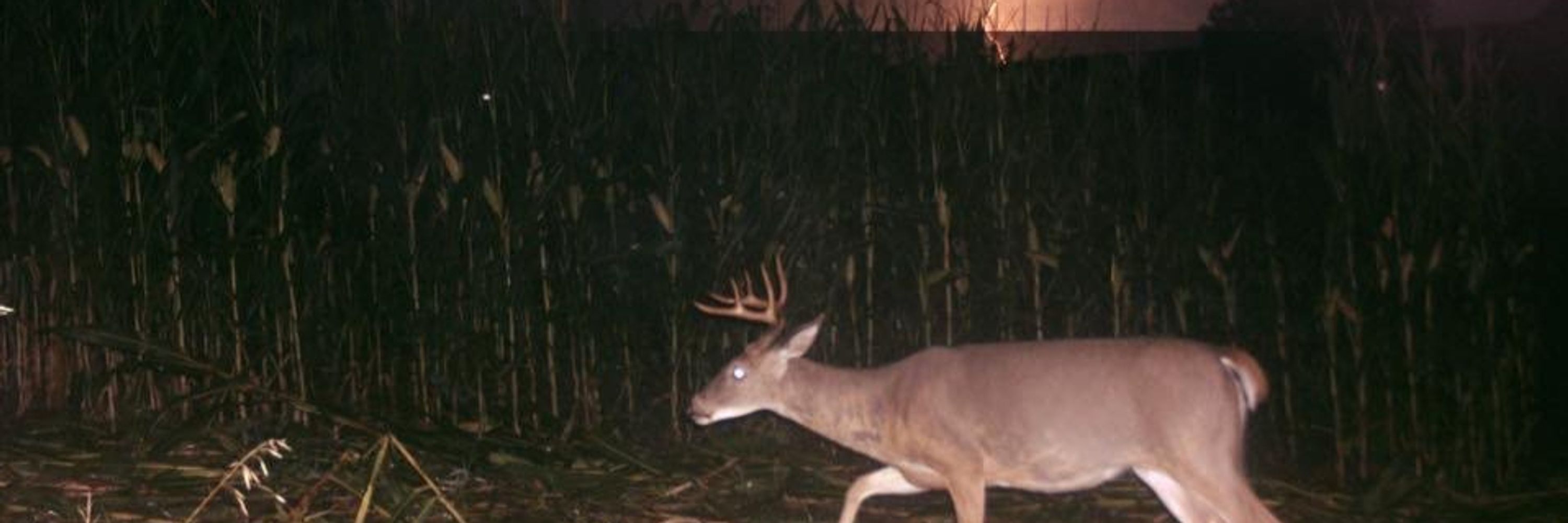 12pt