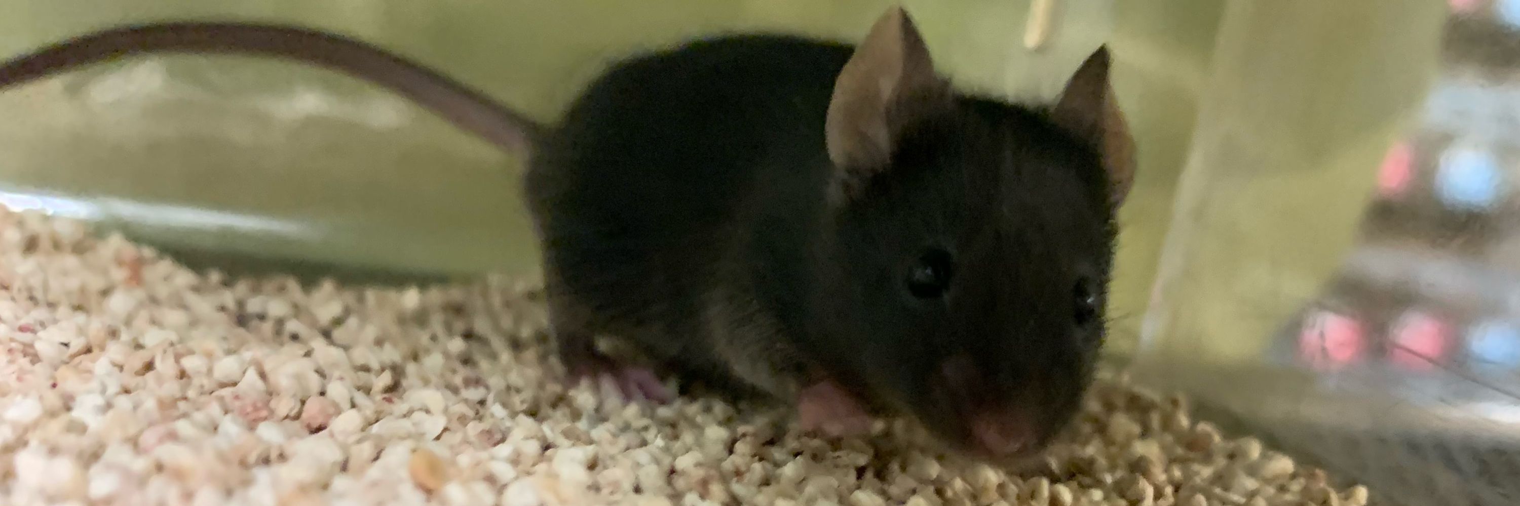 The Mouse Husband
