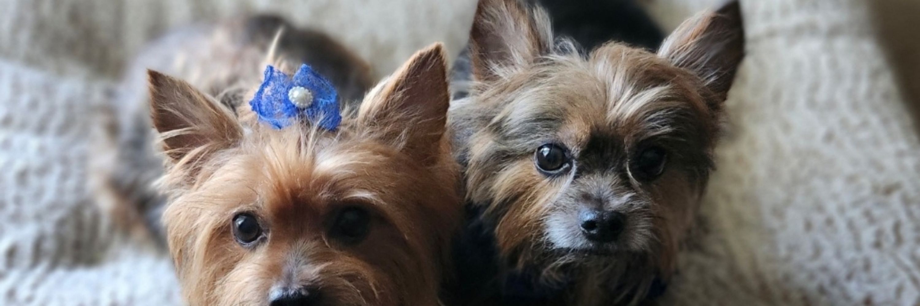 I'm looking forward to 2026 midterms 💙🇺🇲🍷🐶🦋