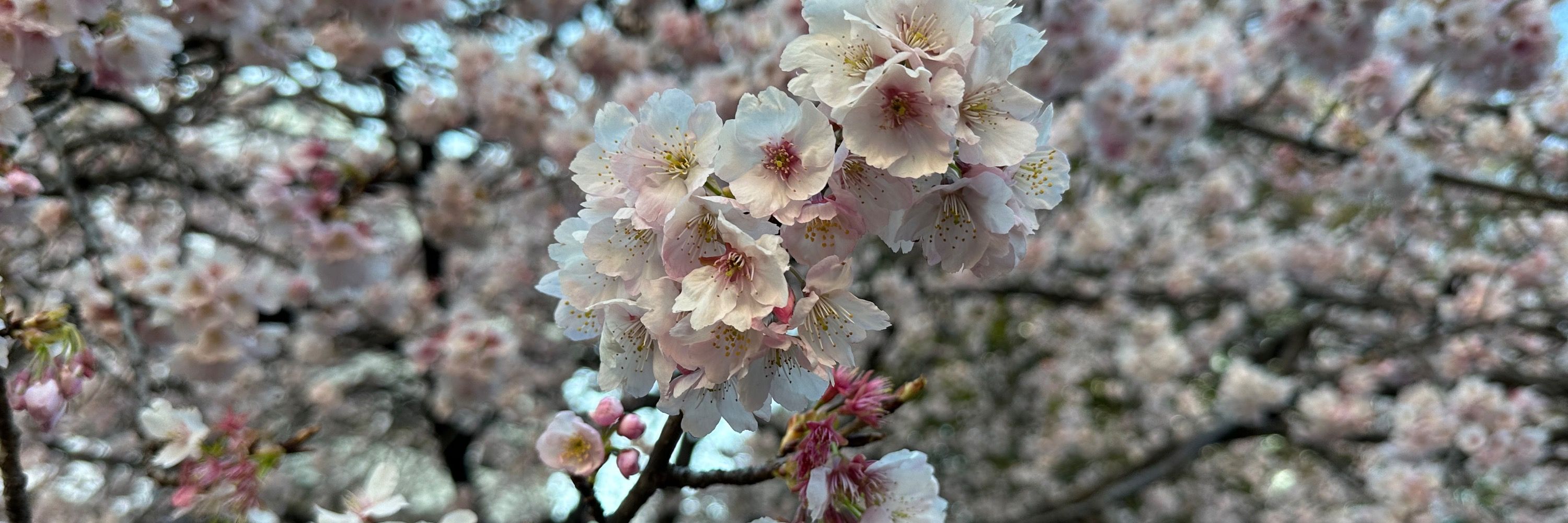 ふみ