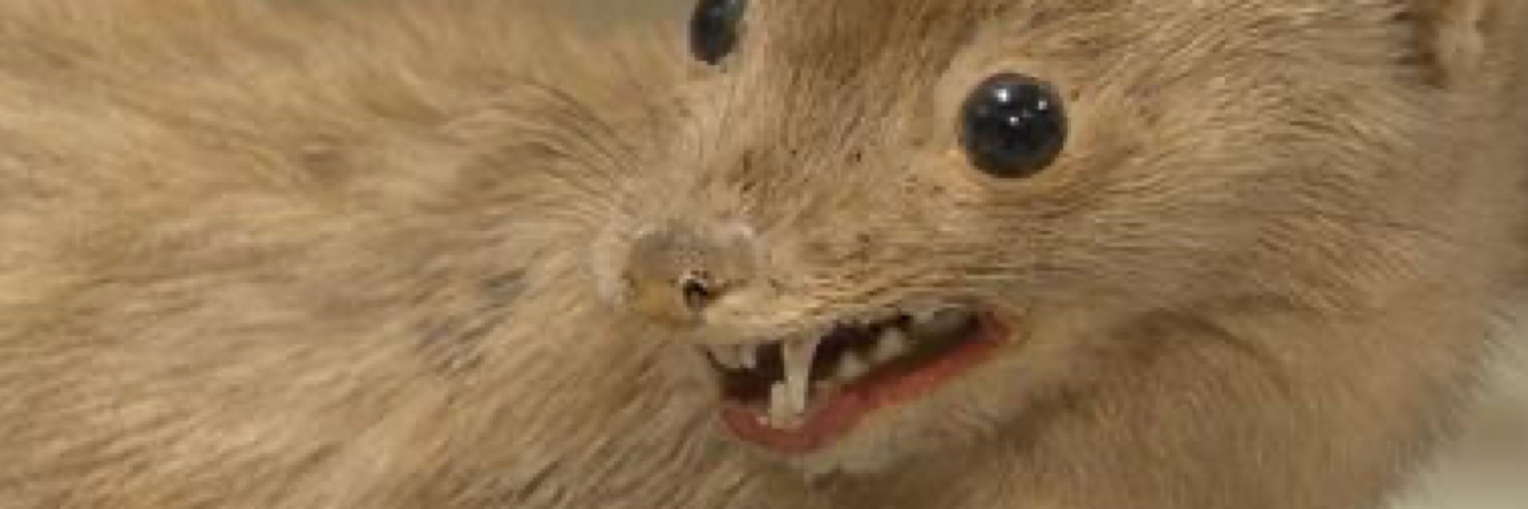 cj (they/its)