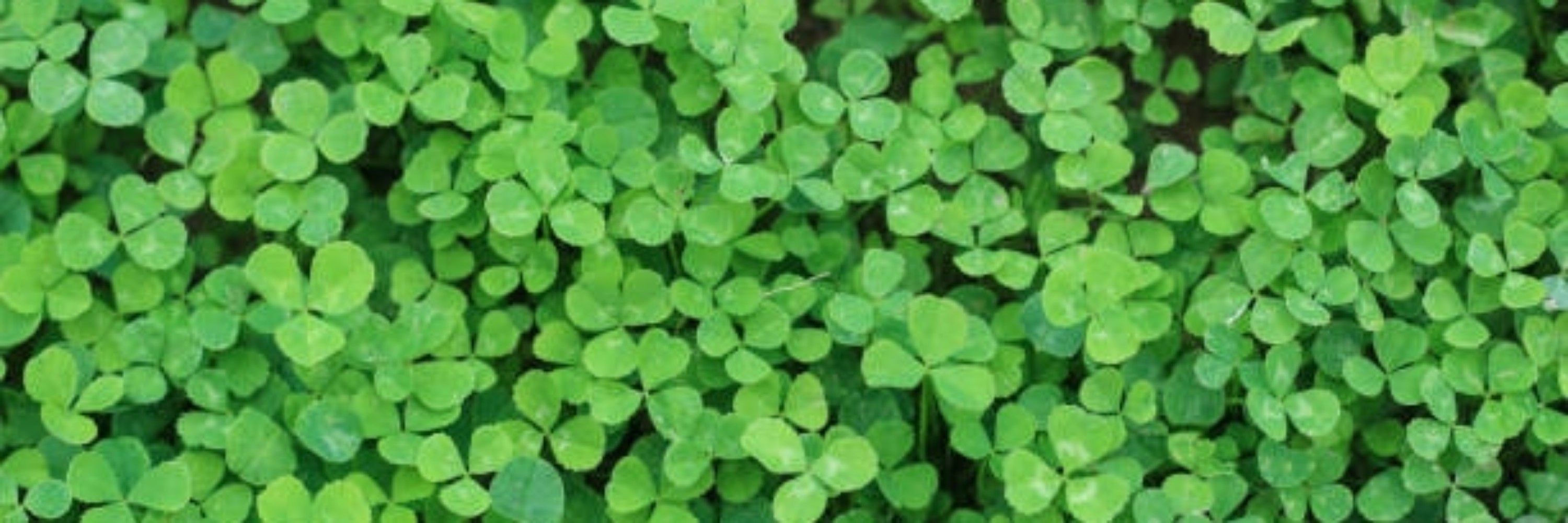 Clover System