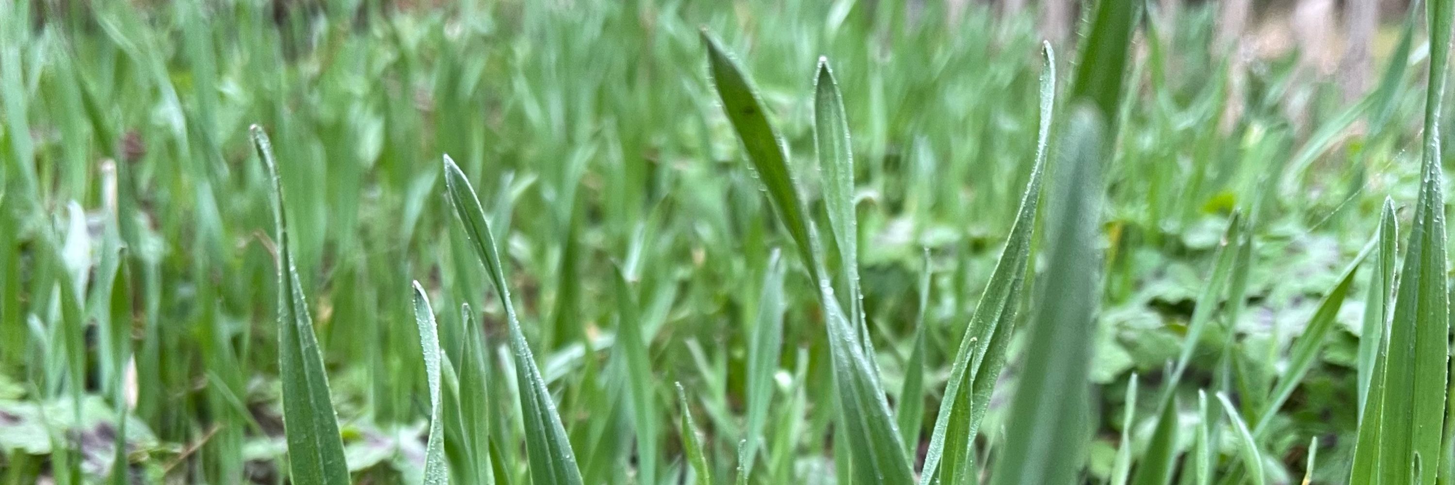 Grubby Gardens