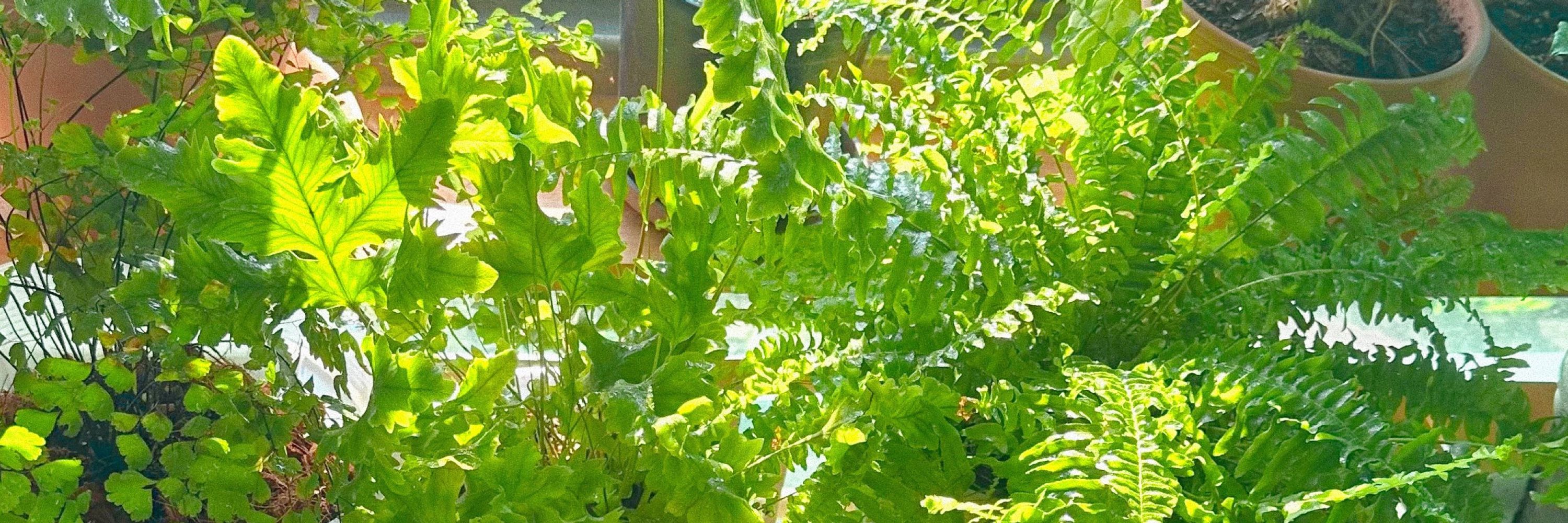 감온🌿