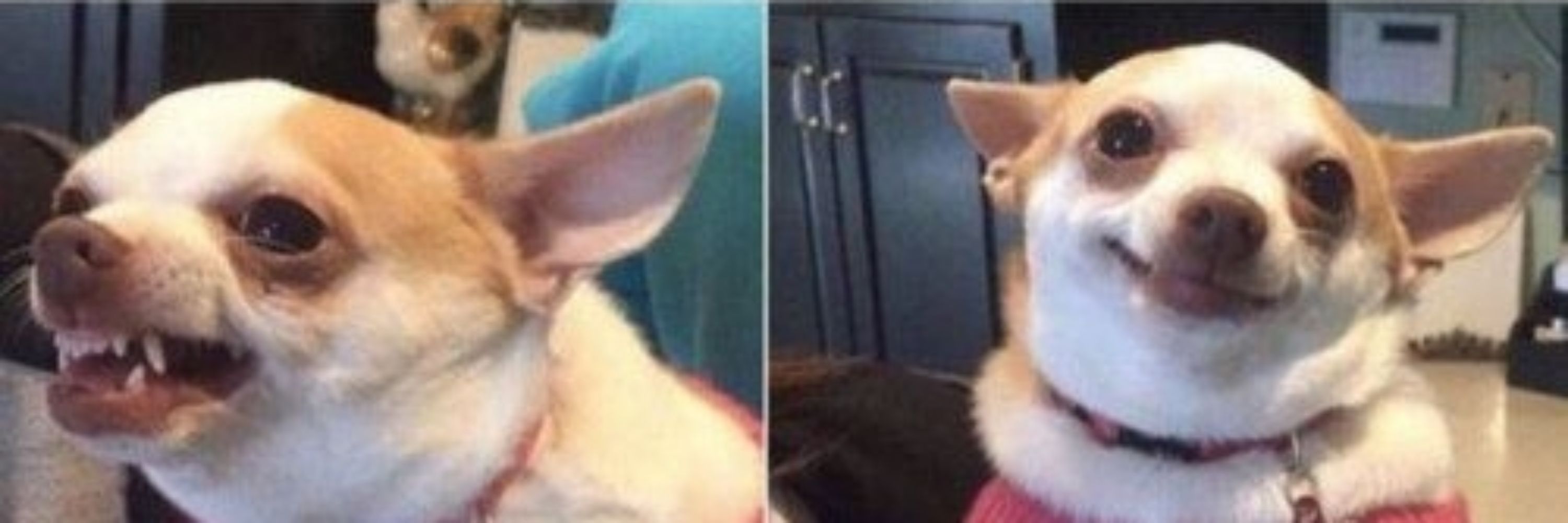 Chihuahua Bipolar 