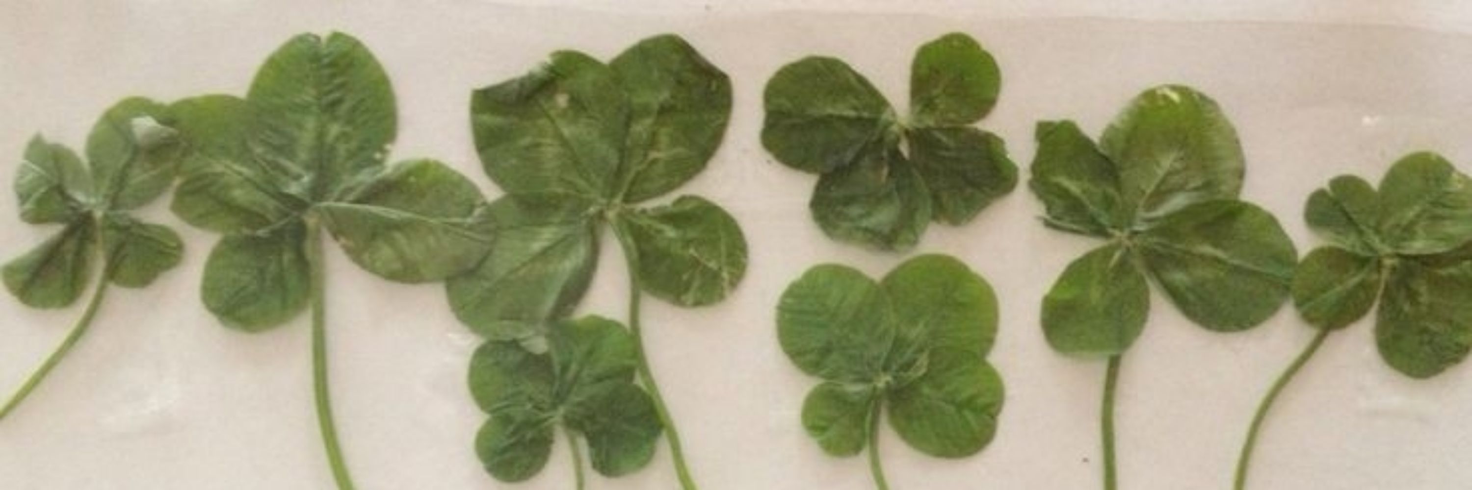 🍀 D!