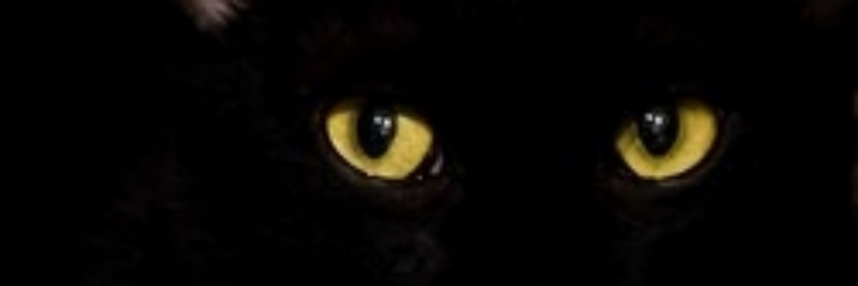 The Rogue Kitten🇵🇷🏳️‍🌈🏴‍☠️🐈‍⬛🗡