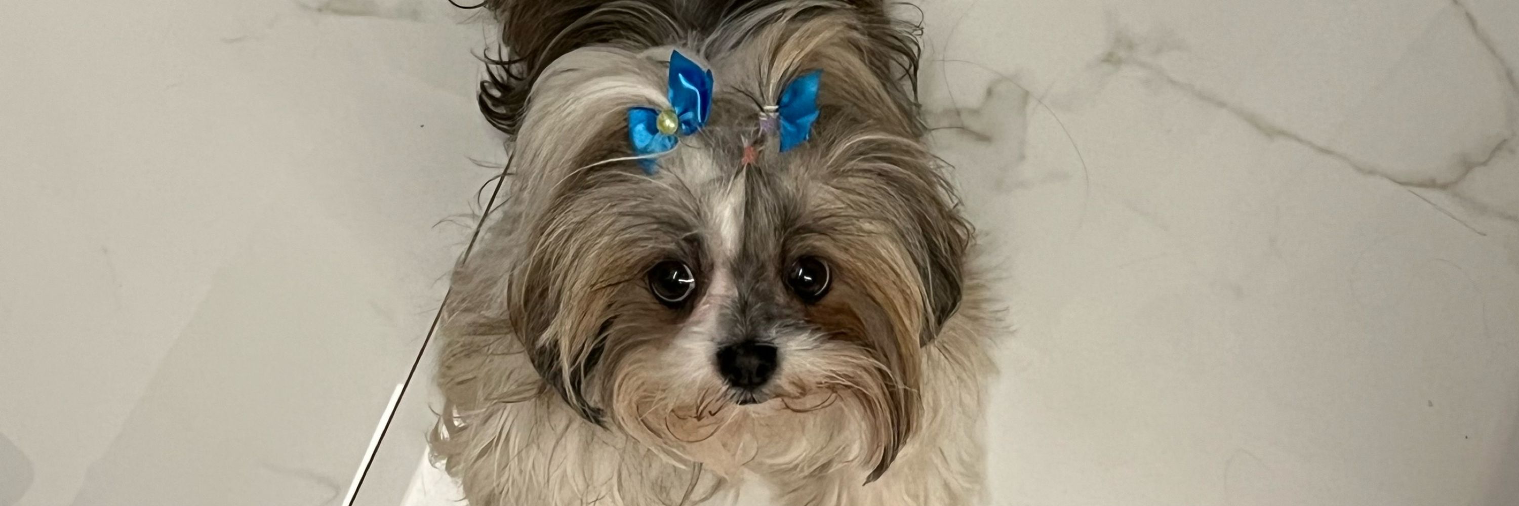 Bella