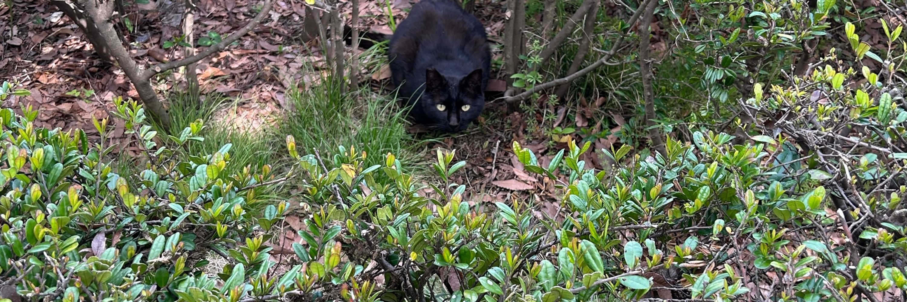 じん