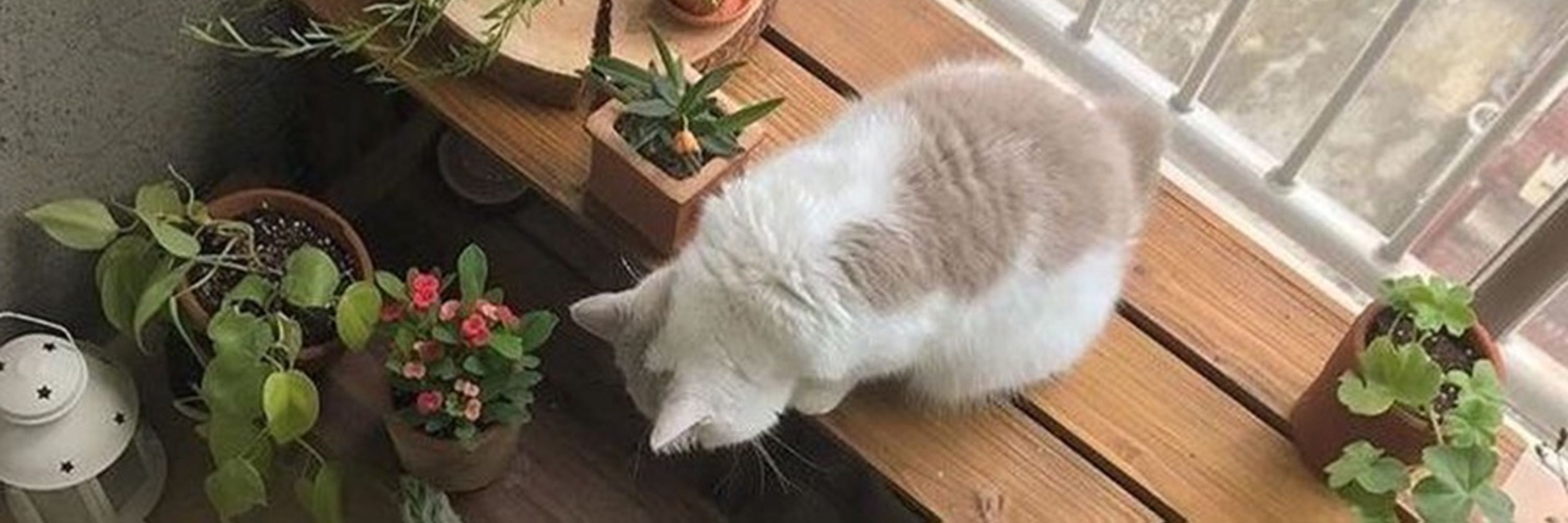 meowderato 