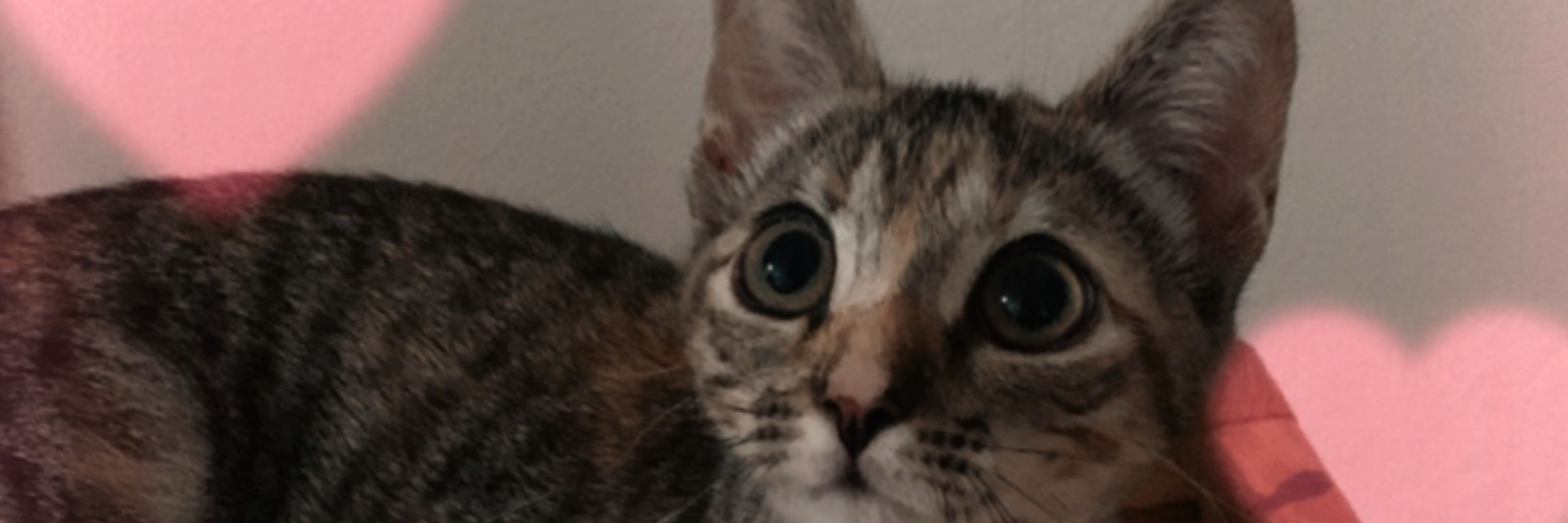 Lulu