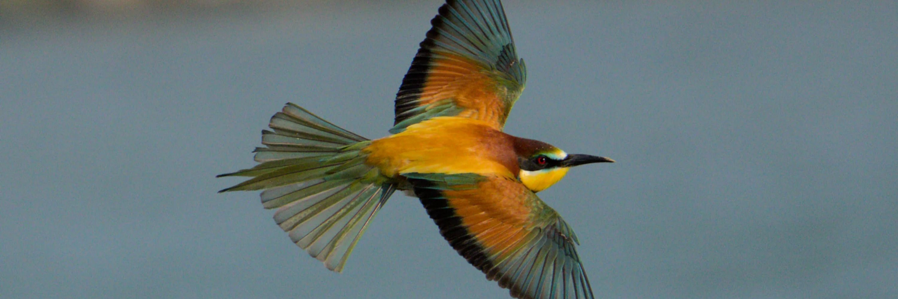 Birds are good