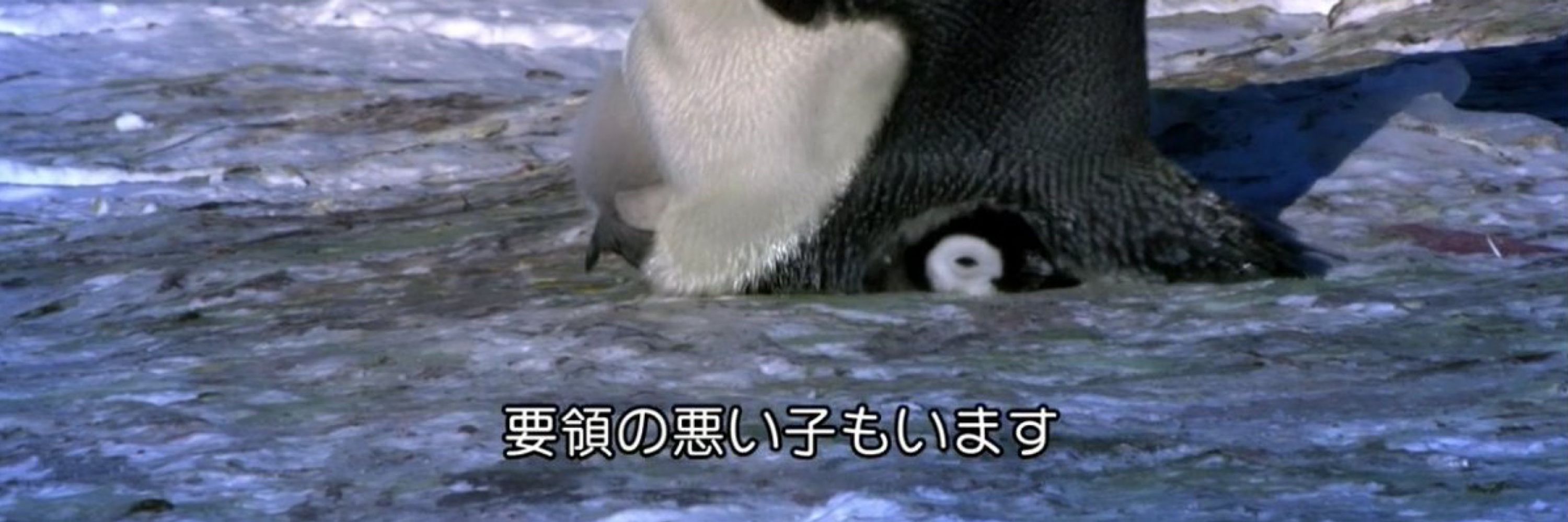 ちぇん・フリークス
