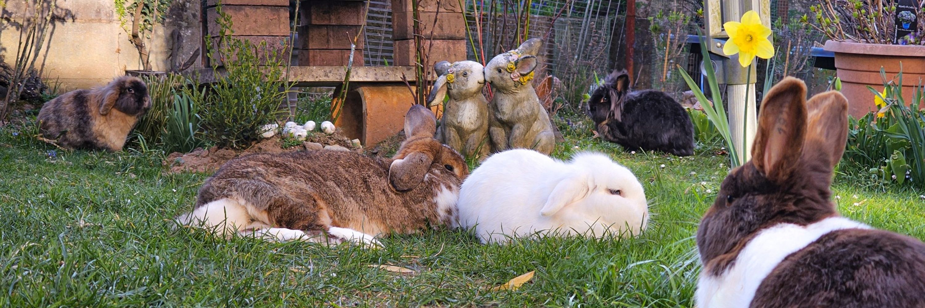 OBDsity - Bunnies in a Bun Dance