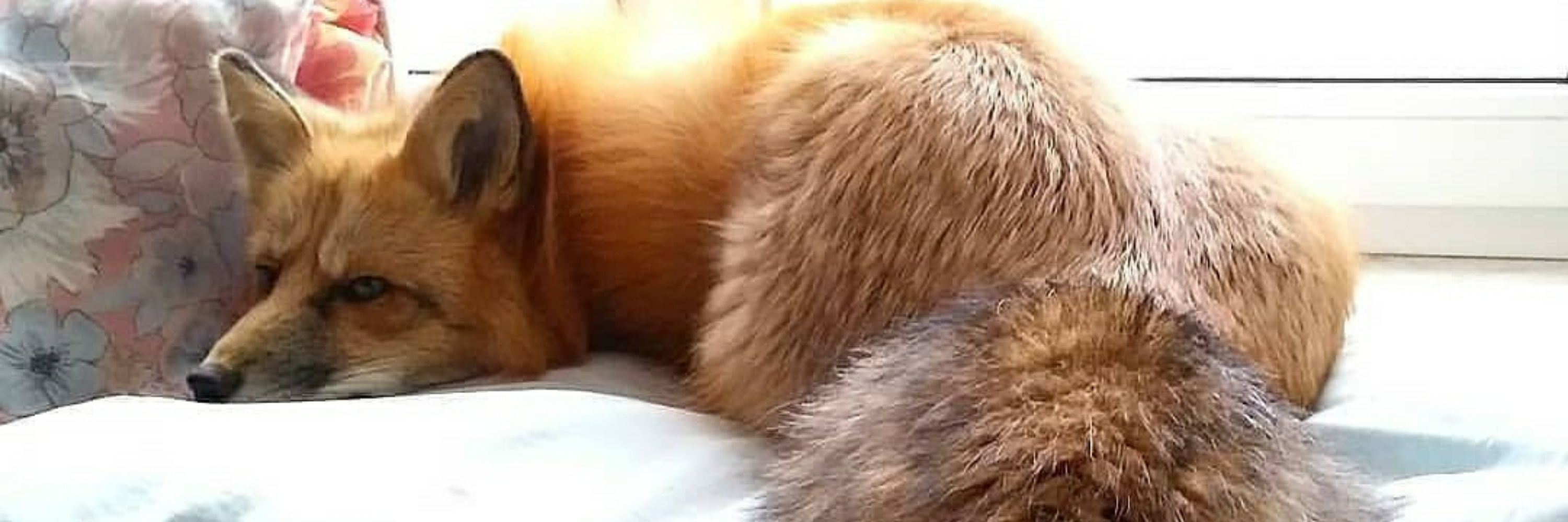 Eifrig Fuchs