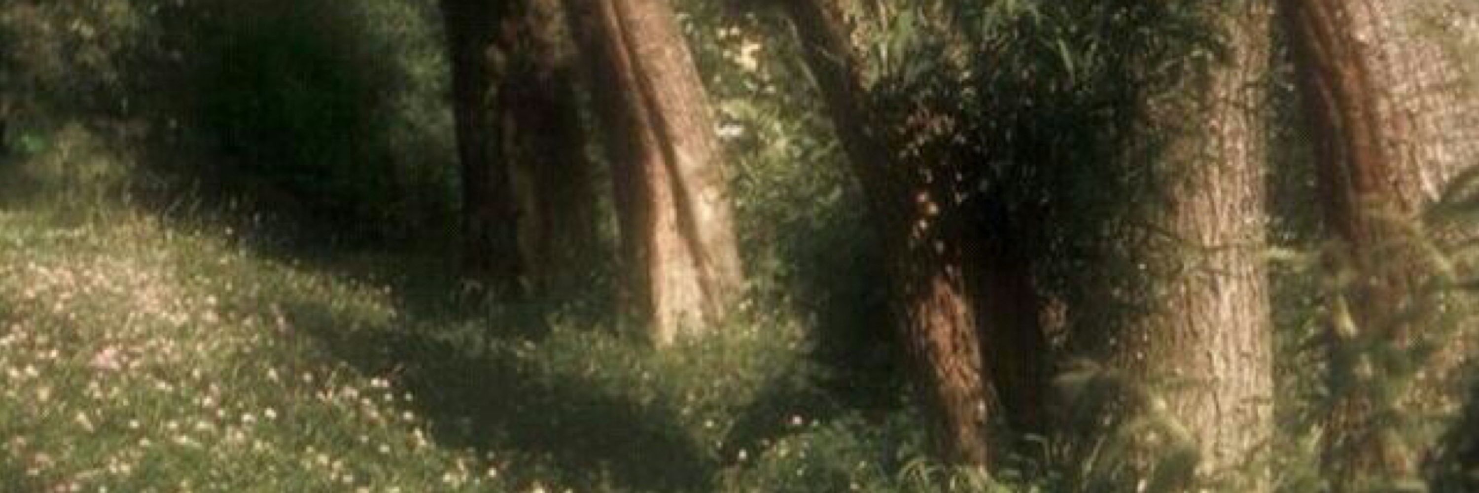 🍃 𝔤𝔬𝔟𝔩𝔦𝔫𝔠𝔬𝔯𝔢 🍃