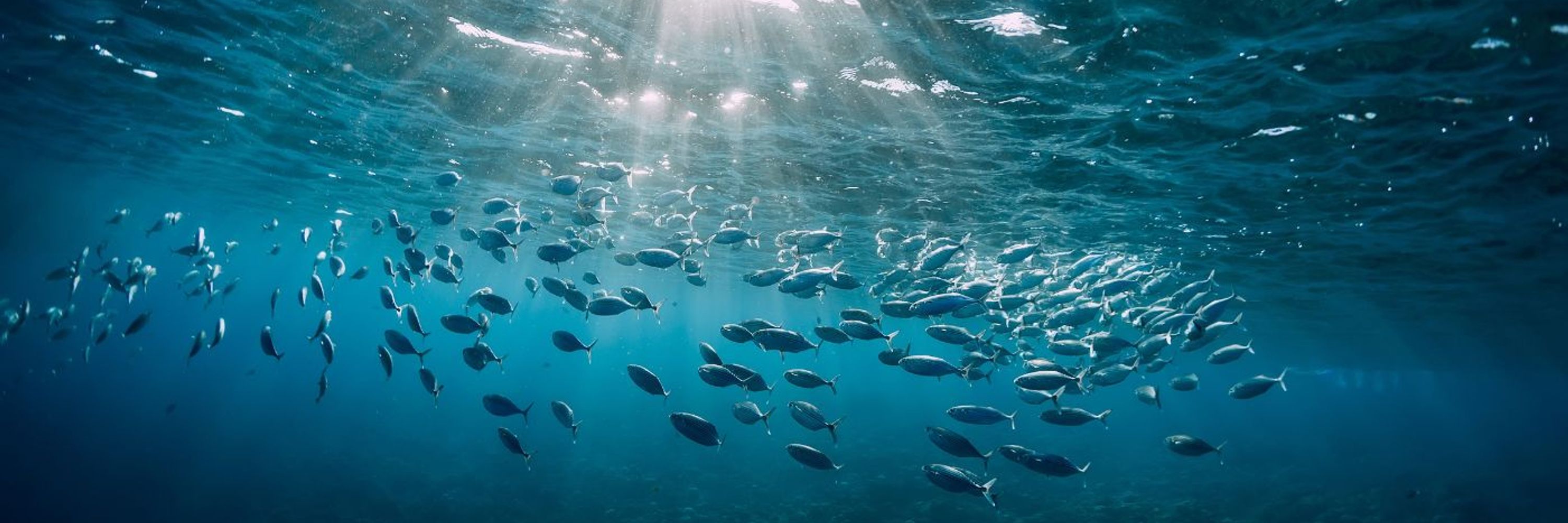 🐠🐟🐡🐋🦐