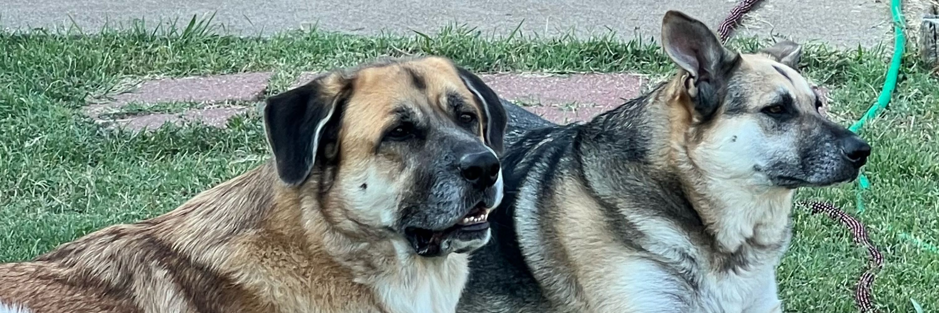 Shadow the GSDmix and Major the Anatolian Shepard
