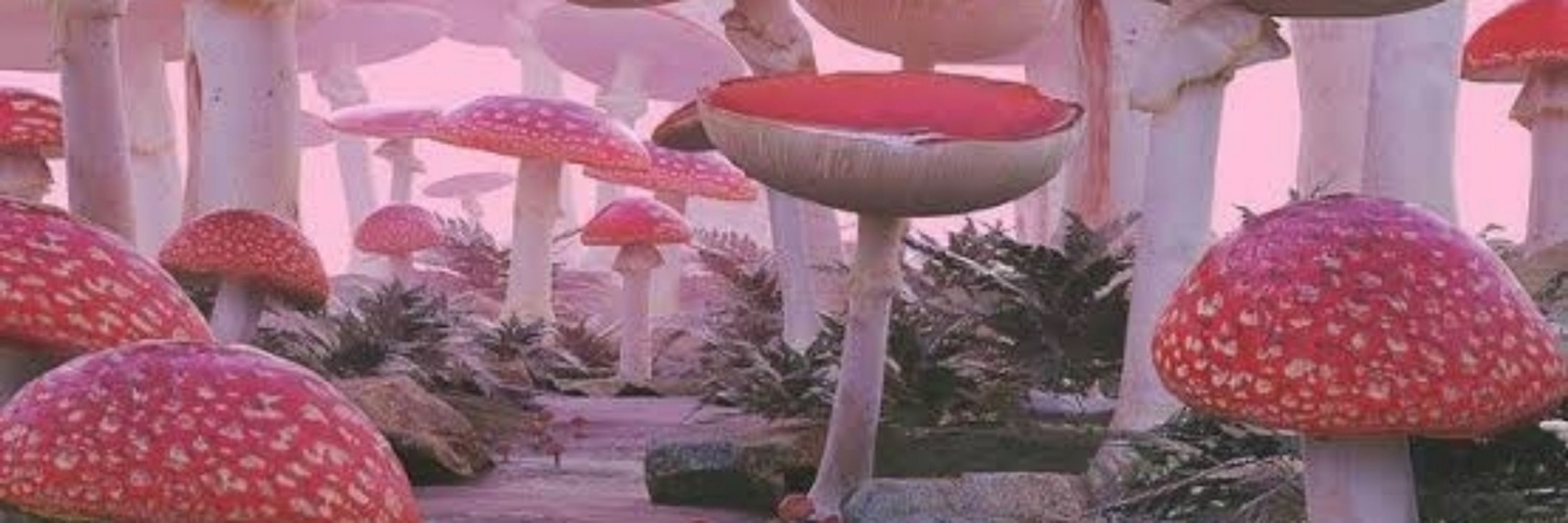 Marsh 🍄🌱