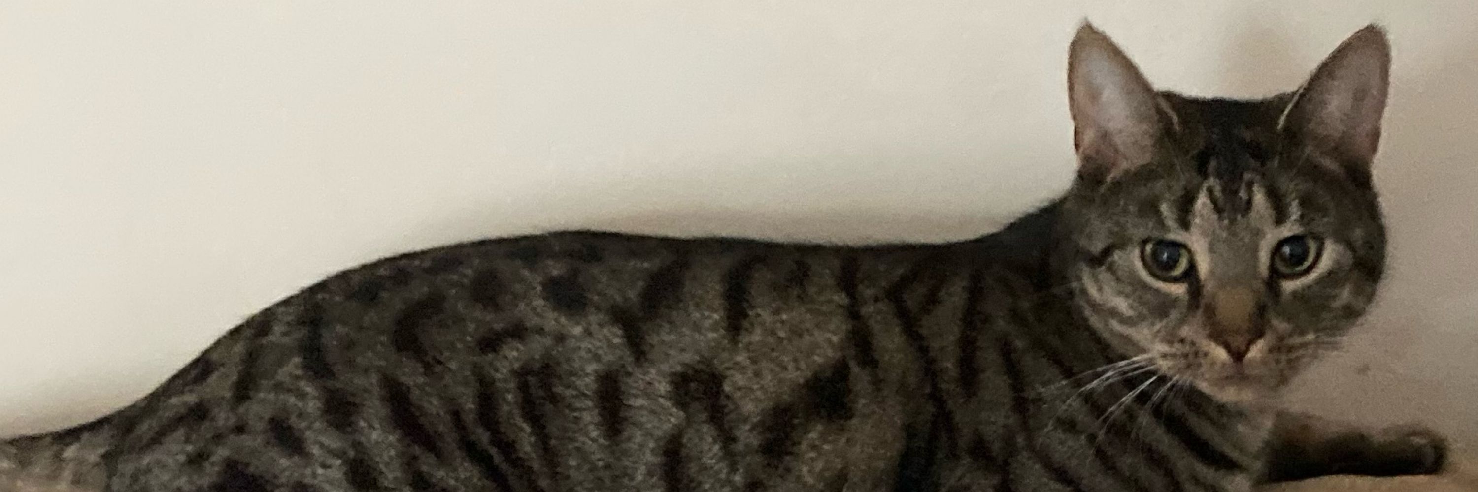 Ida