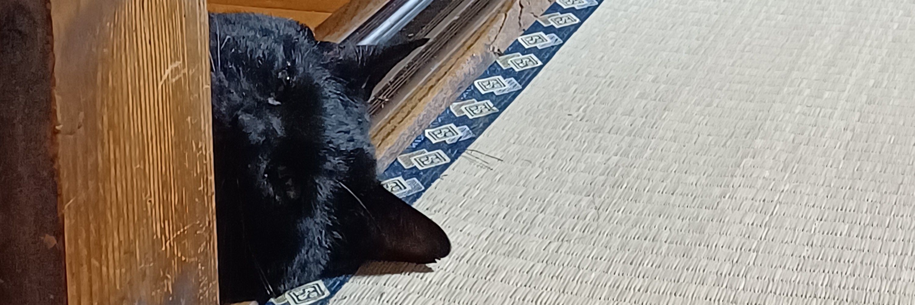 黒猫めーでん