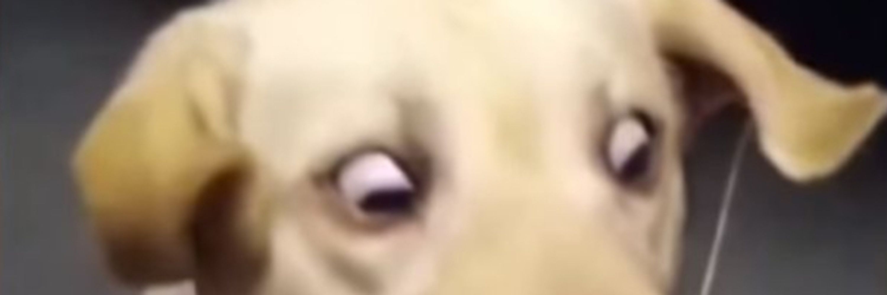 did:duk