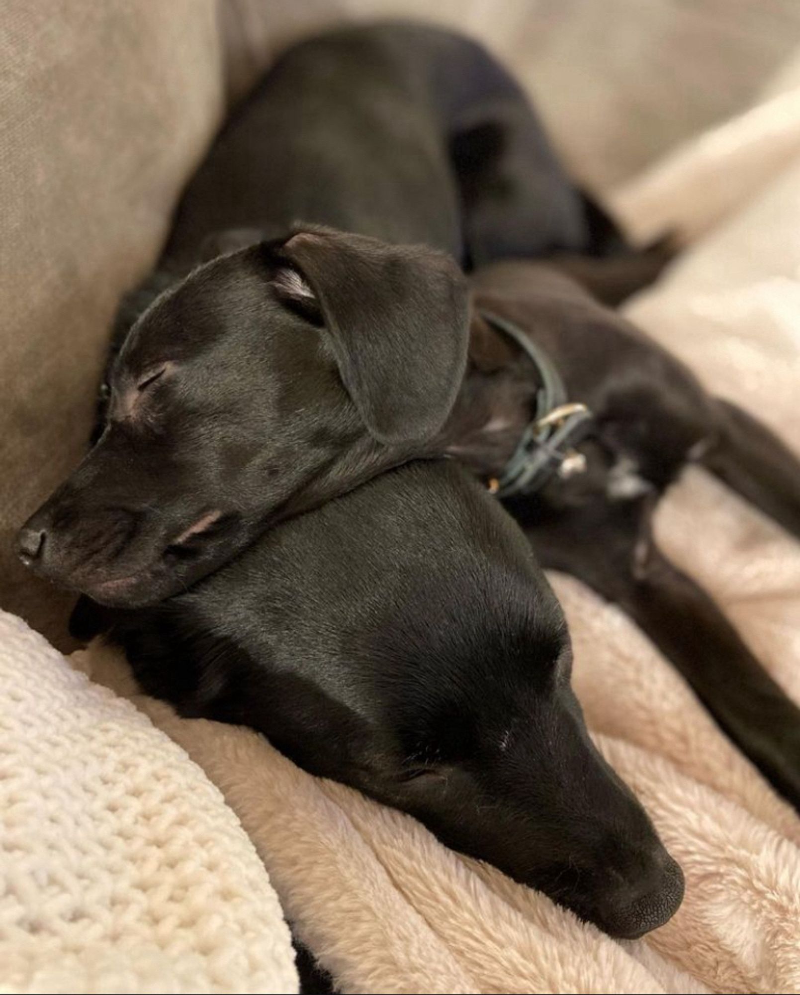 Bonus: my two black grandpups napping together.