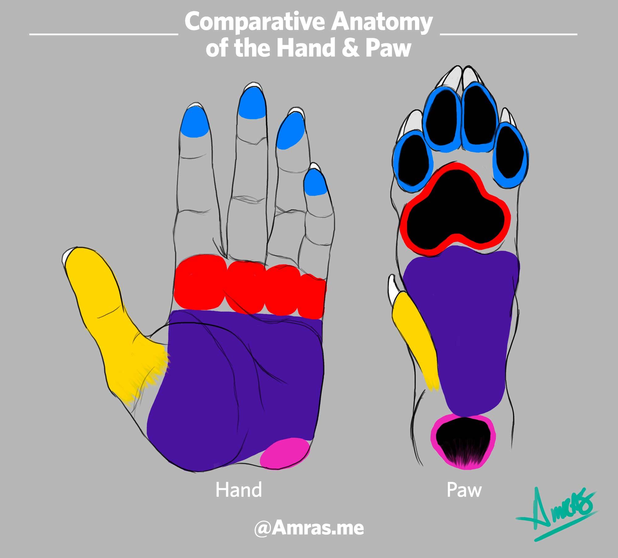 Comparative Anatomy of the Hand & Paw. This is an illustration study which compares the human hand and the canine paw, with blue showing fingertips, red showing primary knuckles, yellow showing the thumb, purple showing the palm, and pink showing the root of the wrist/hand. Claws are shown in white, but are not the focus. Made by @Amras.me.