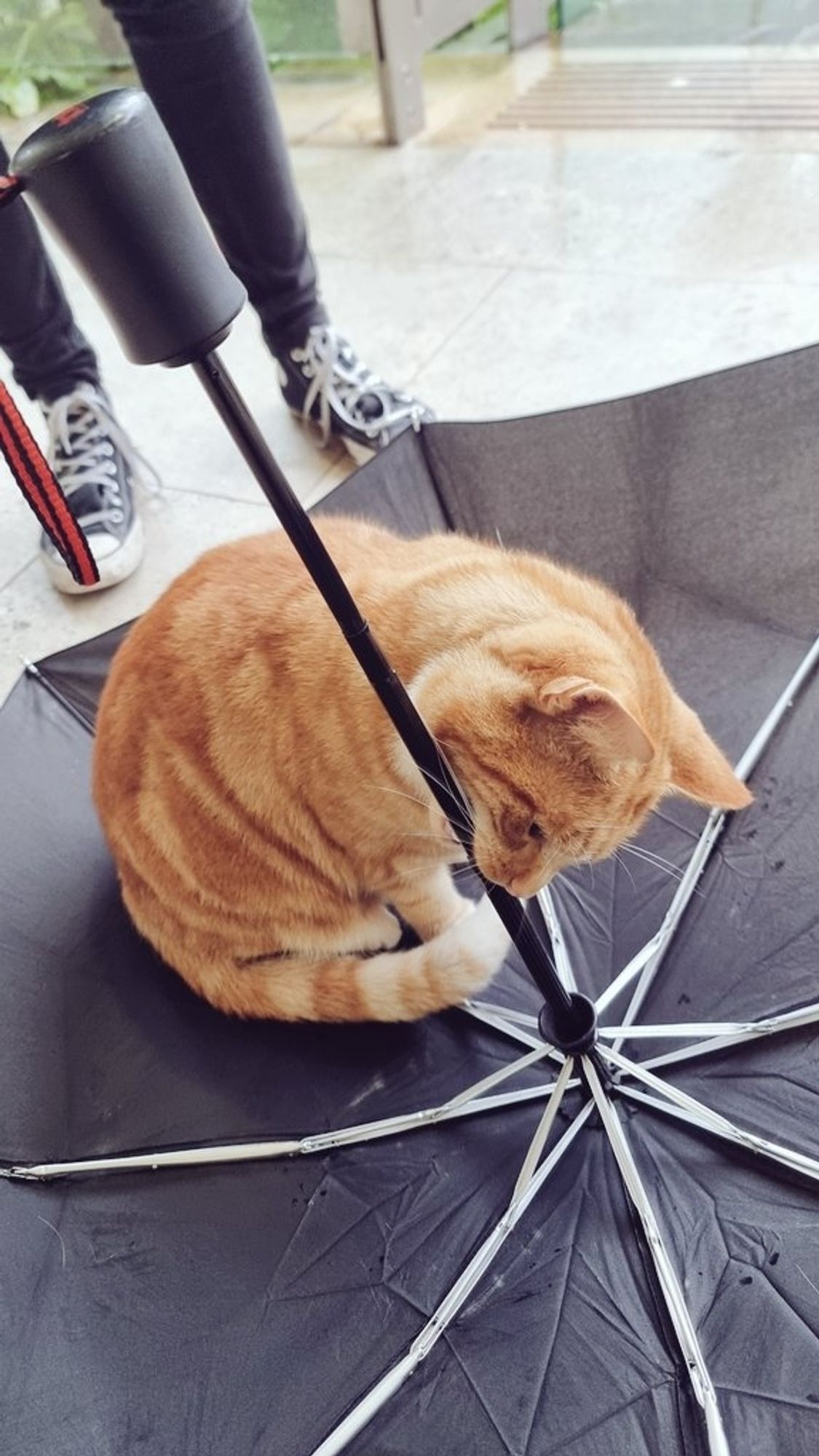 Ginger kitty biting the handle of the umbrella it is sitting on