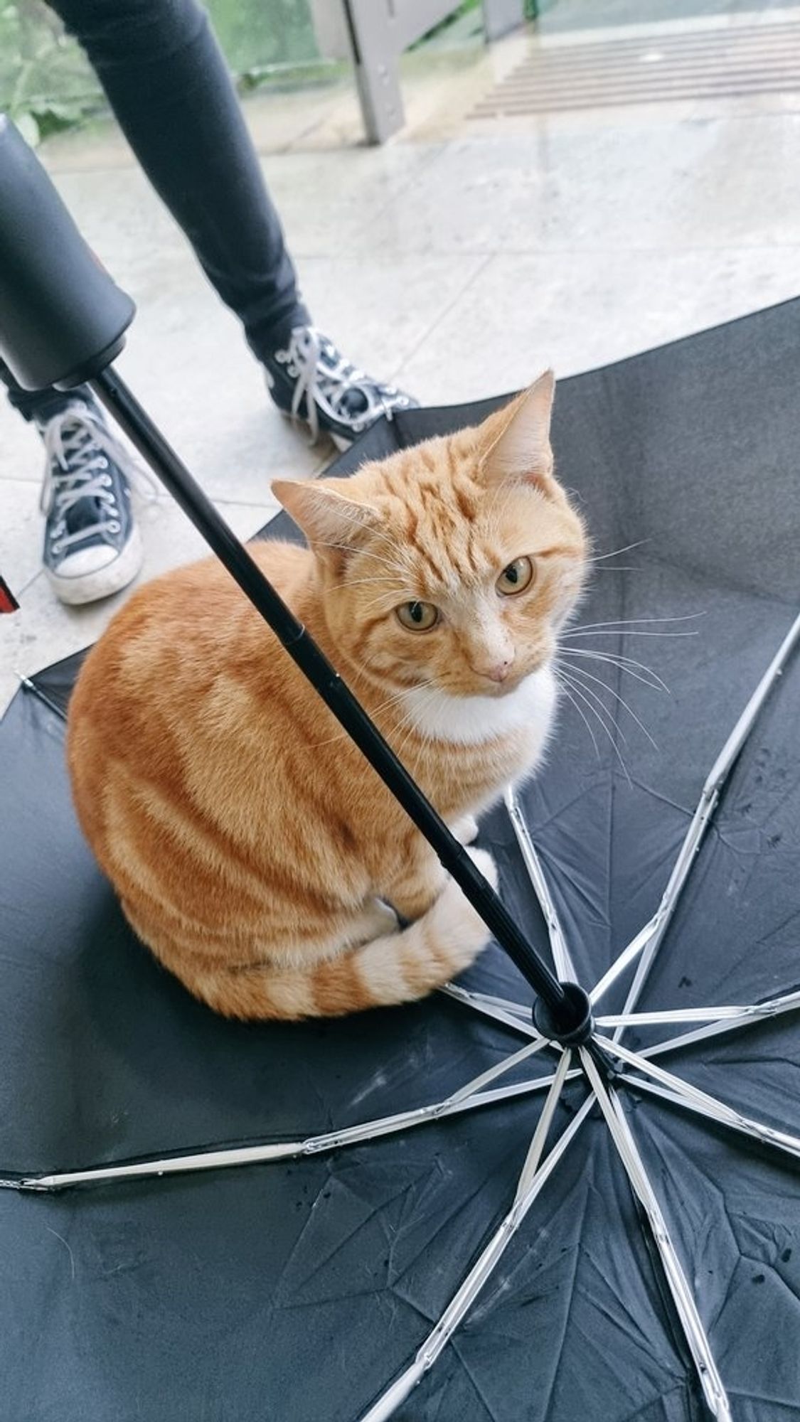 Ginger cat sitting on an upturned umbrella