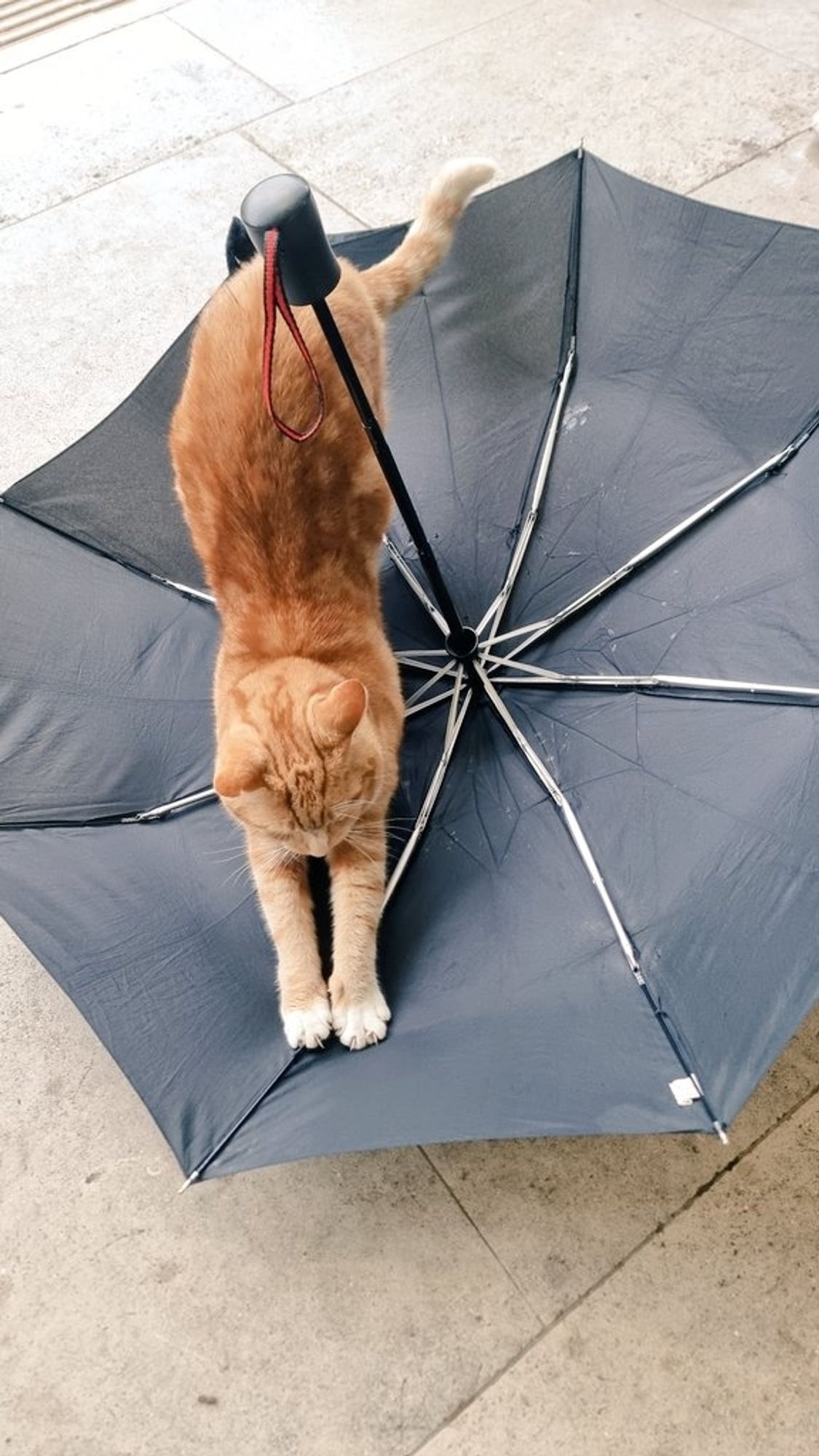 Ginger  kitty stretching and jumping onto one of the spokes on an upturned umbrella