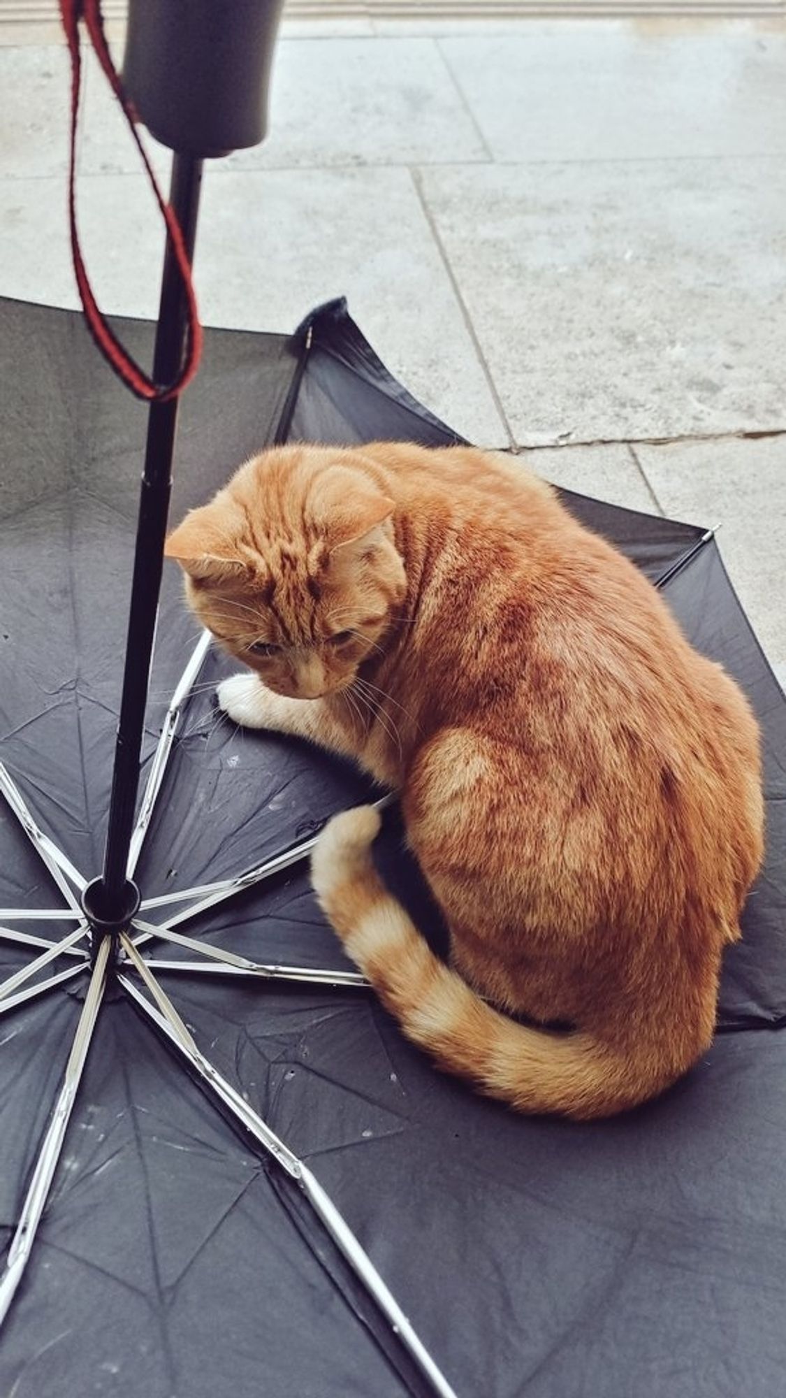 Ginger cat sitting on an upturned umbrella