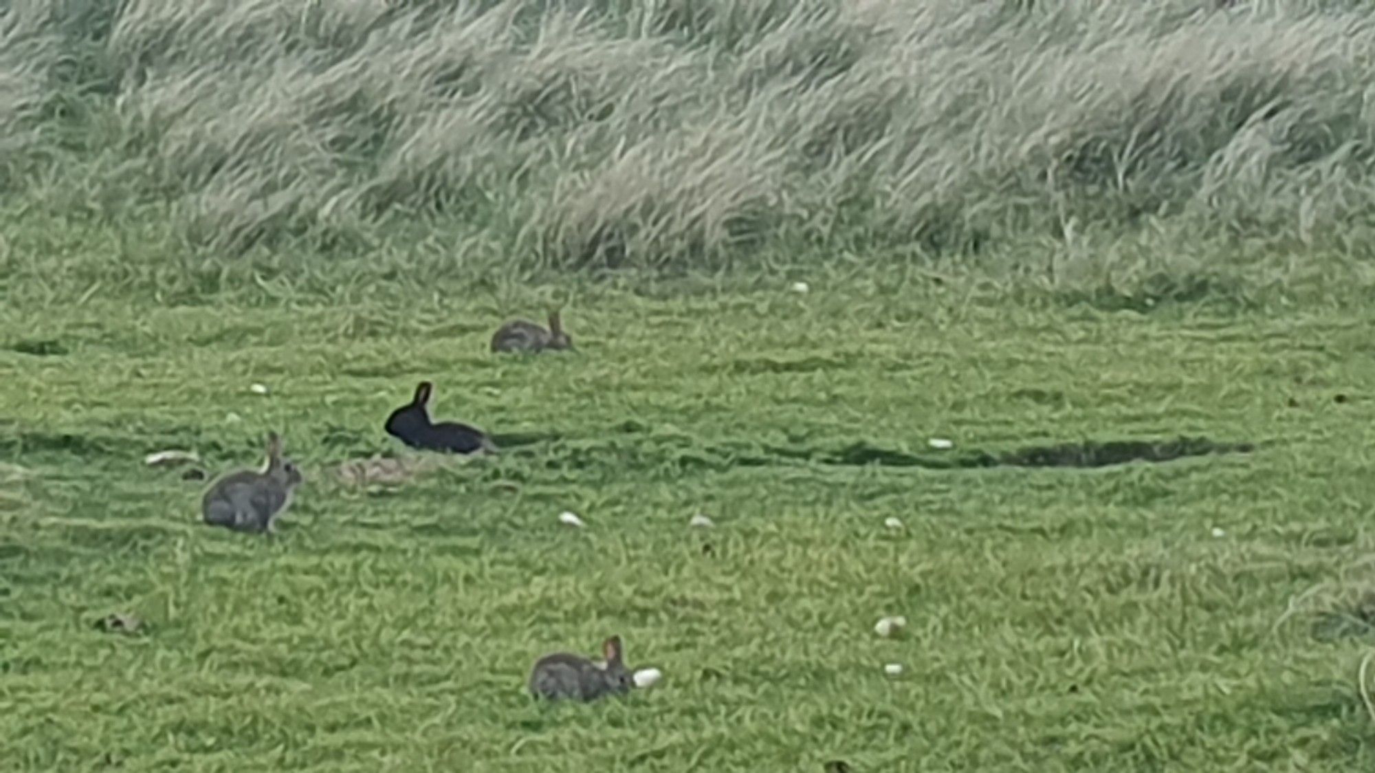 Several wild bunnies graze in an open field, most of them are light brown while one has black fur