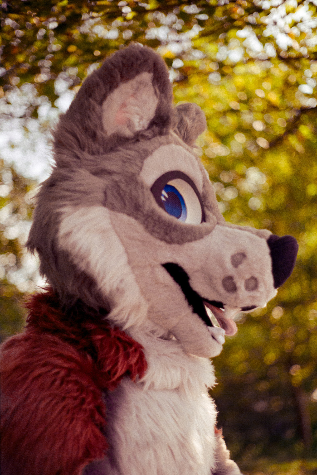 A close-up side-on portrait of Kezl, a gray and white wolf with patches of red on their shoulders and blue eyes.
Shot on expired Fujifilm F-64D rated at 32 ISO with a Yashica Lynx-14.