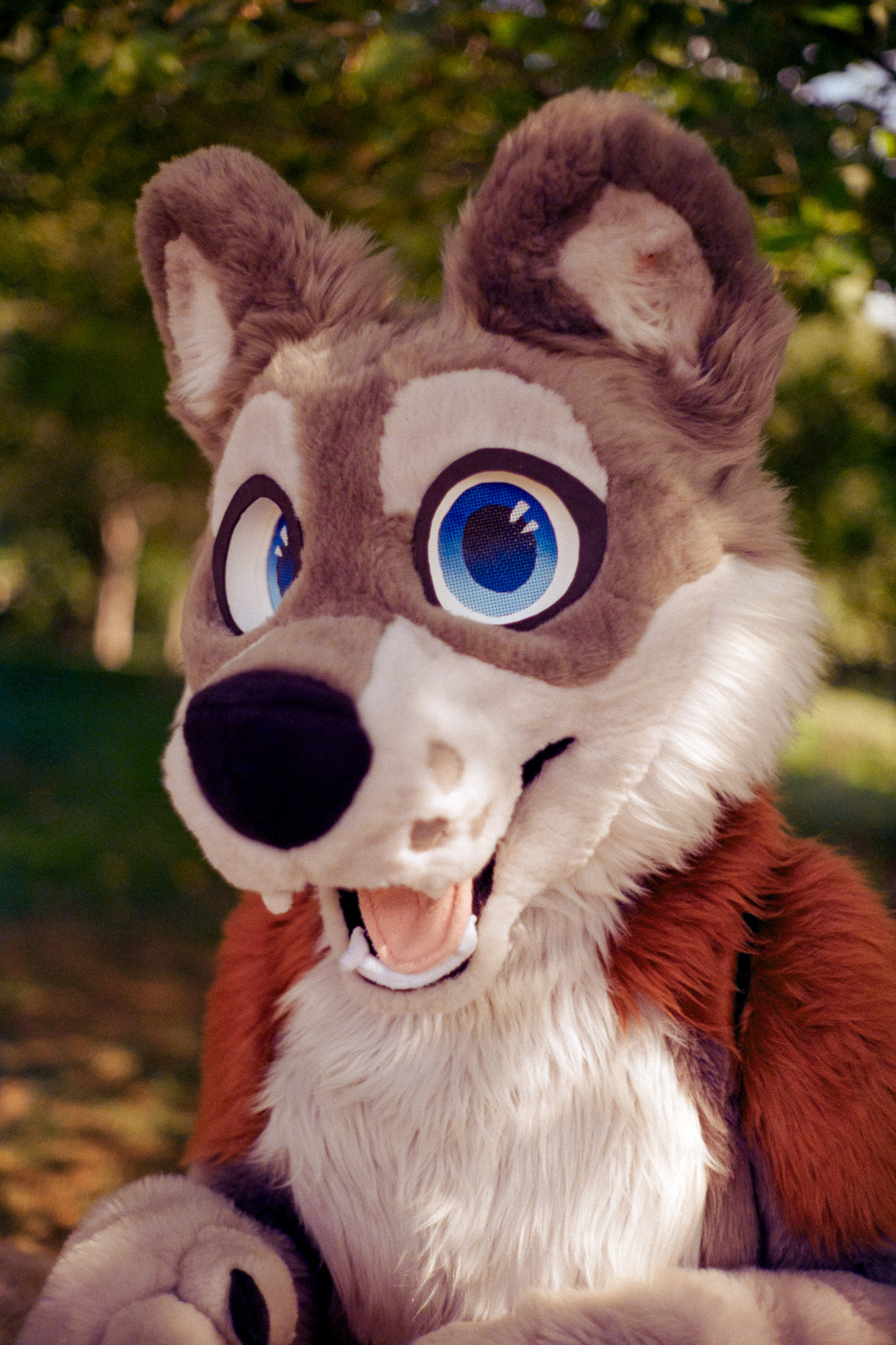 A close-up three quarter view portrait of Kezl, a gray and white wolf with patches of red on their shoulders and blue eyes.
Shot on expired Fujifilm F-64D rated at 32 ISO with a Yashica Lynx-14.