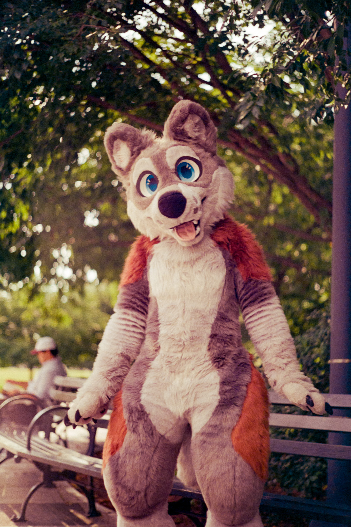 Kezl, a gray and white wolf with patches of red on their haunches and shoulders and blue eyes, stands in front of a park bench facing the camera with his head tilted inquisitively.
Shot on expired Fujifilm F-64D rated at 32 ISO with a Yashica Lynx-14.