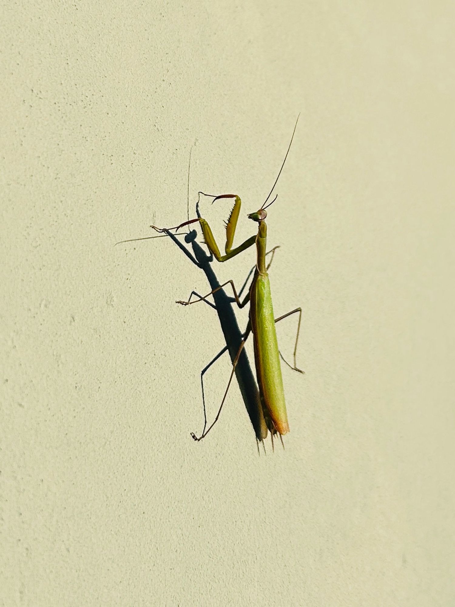 It’s an insect standing on a wall: a Praying Mantid