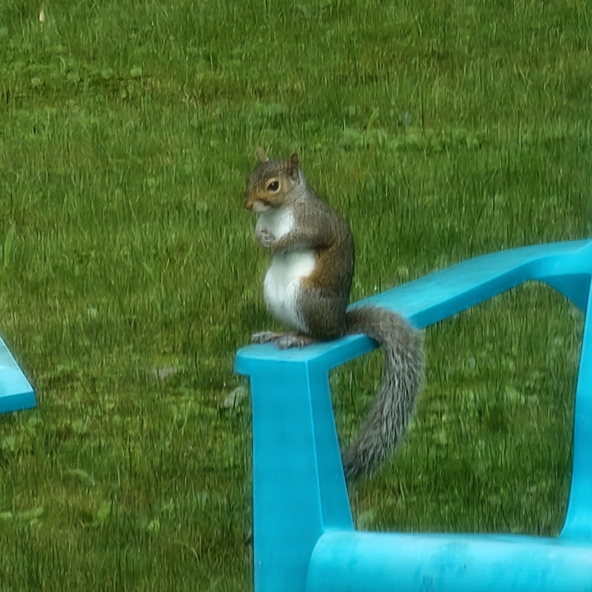 A squirrel on the backyard lawn chair wondering when we fill up the bird feeder, lol.