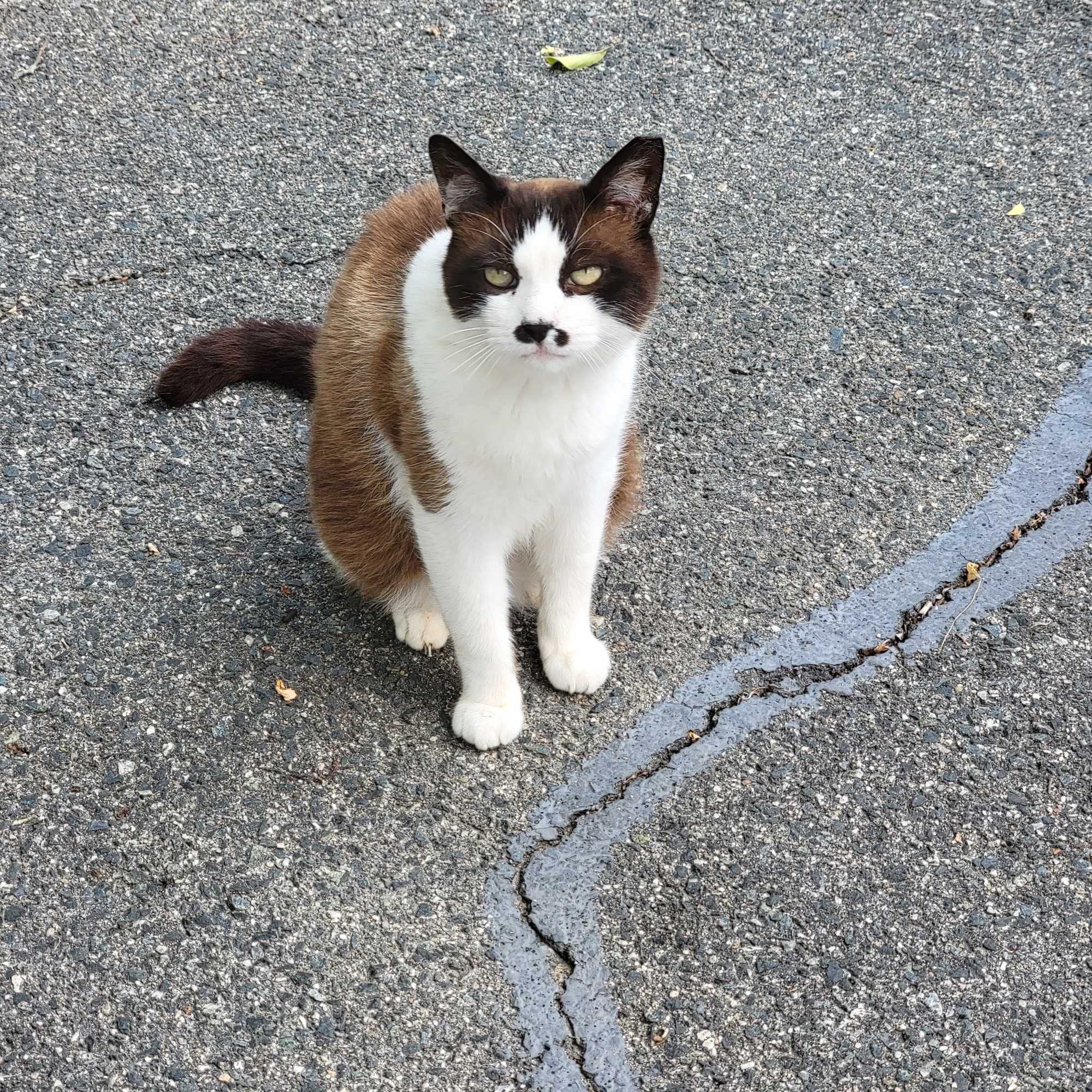 Oreo is looking up at me with that precious little face.