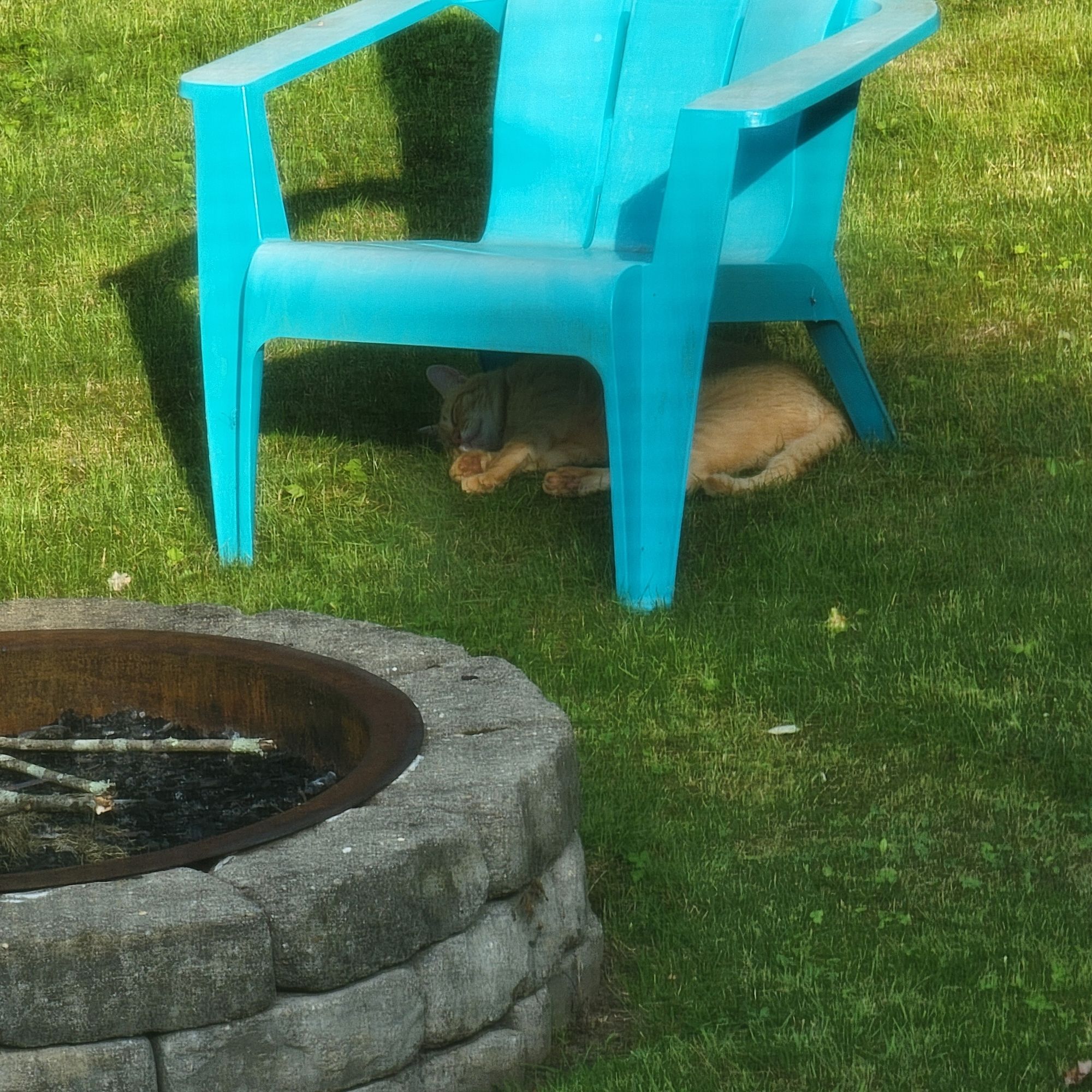 A closer look at Momo napping under the yard chair.