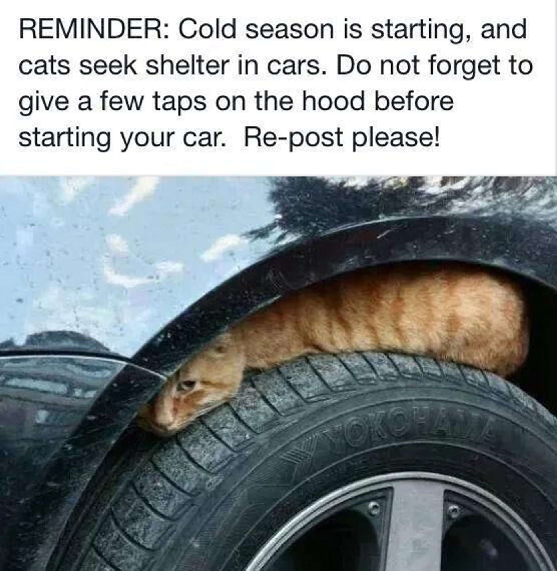 REMINDER: Cold season is starting, and cats seek shelter in cars. Do not forget to give a few taps on the hood before starting your car. Re-post, please!