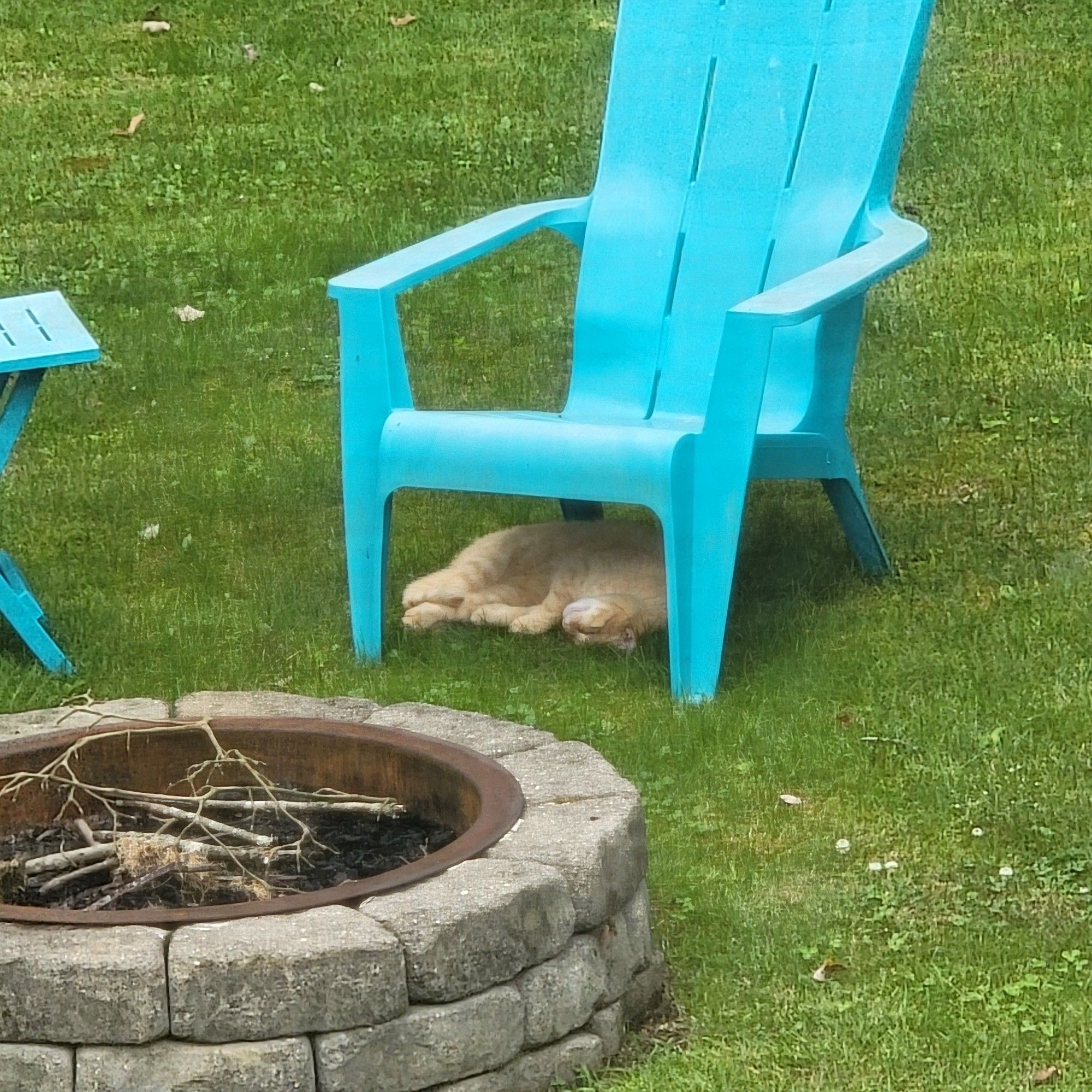 Momo is napping under a lawn chair.